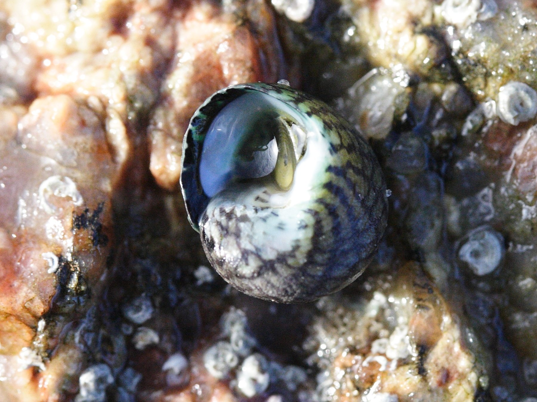 gibbula_cineraria2md