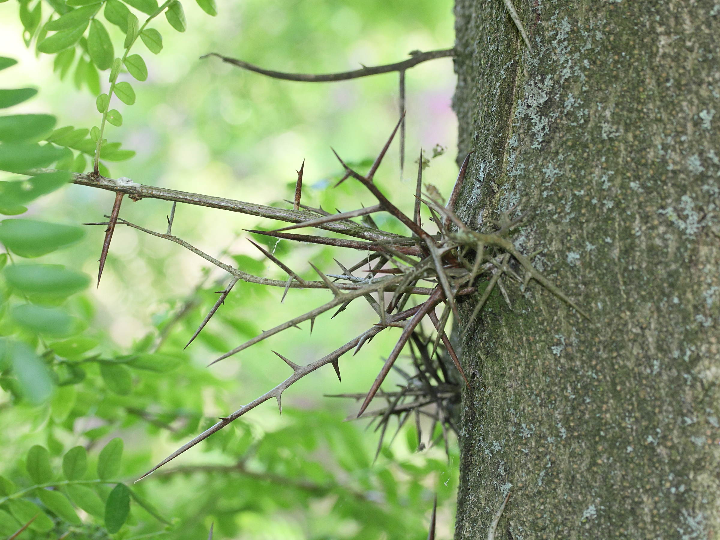 gleditsia_japonica4md