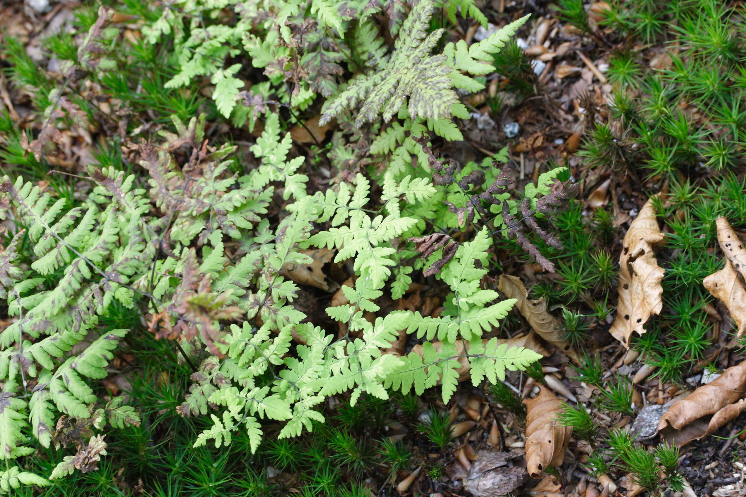 gymnocarpium_dryopteris1md