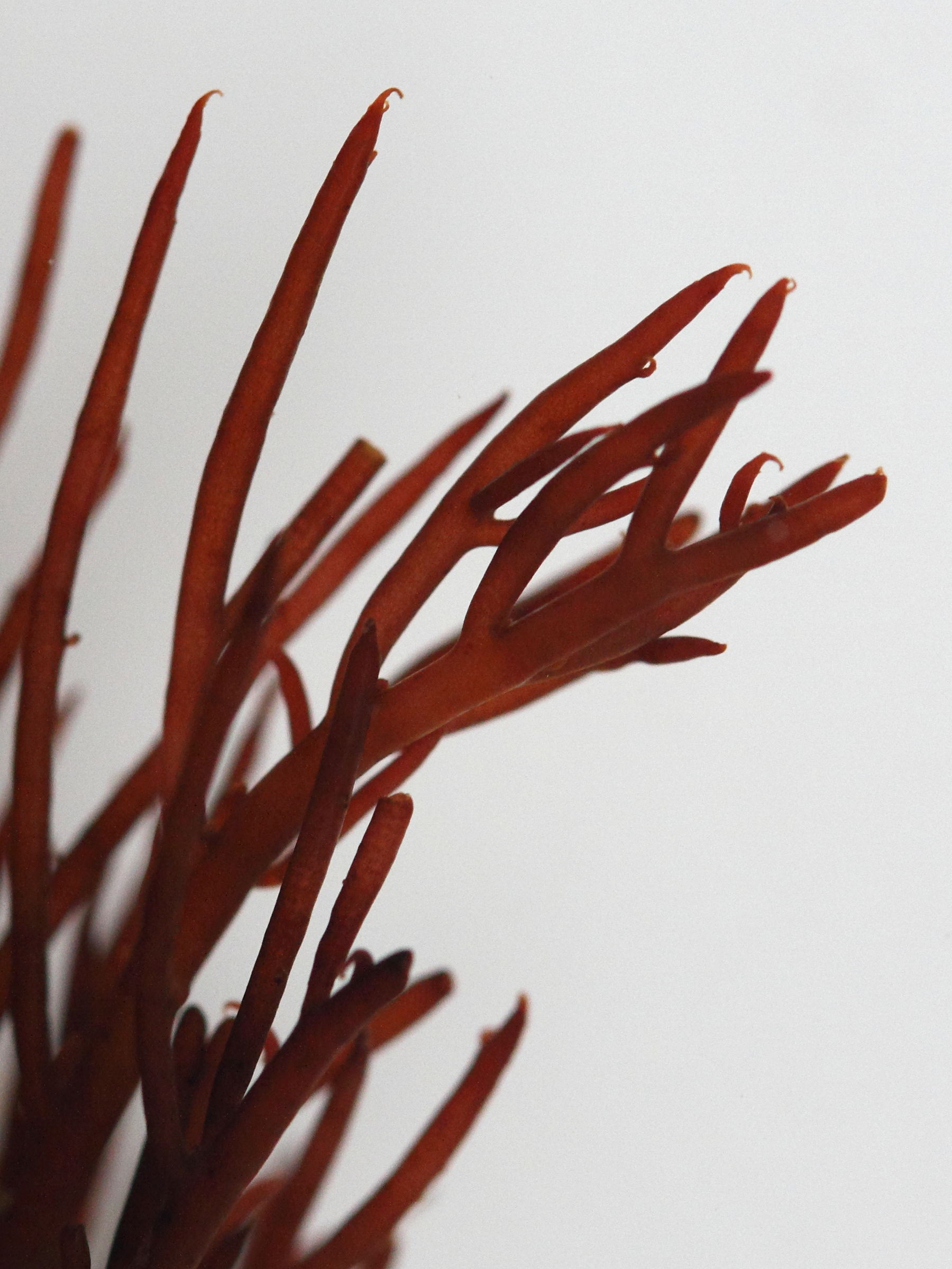 halopithys_incurva5md