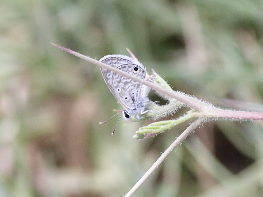 hemiargus_hanno_watsoni1md