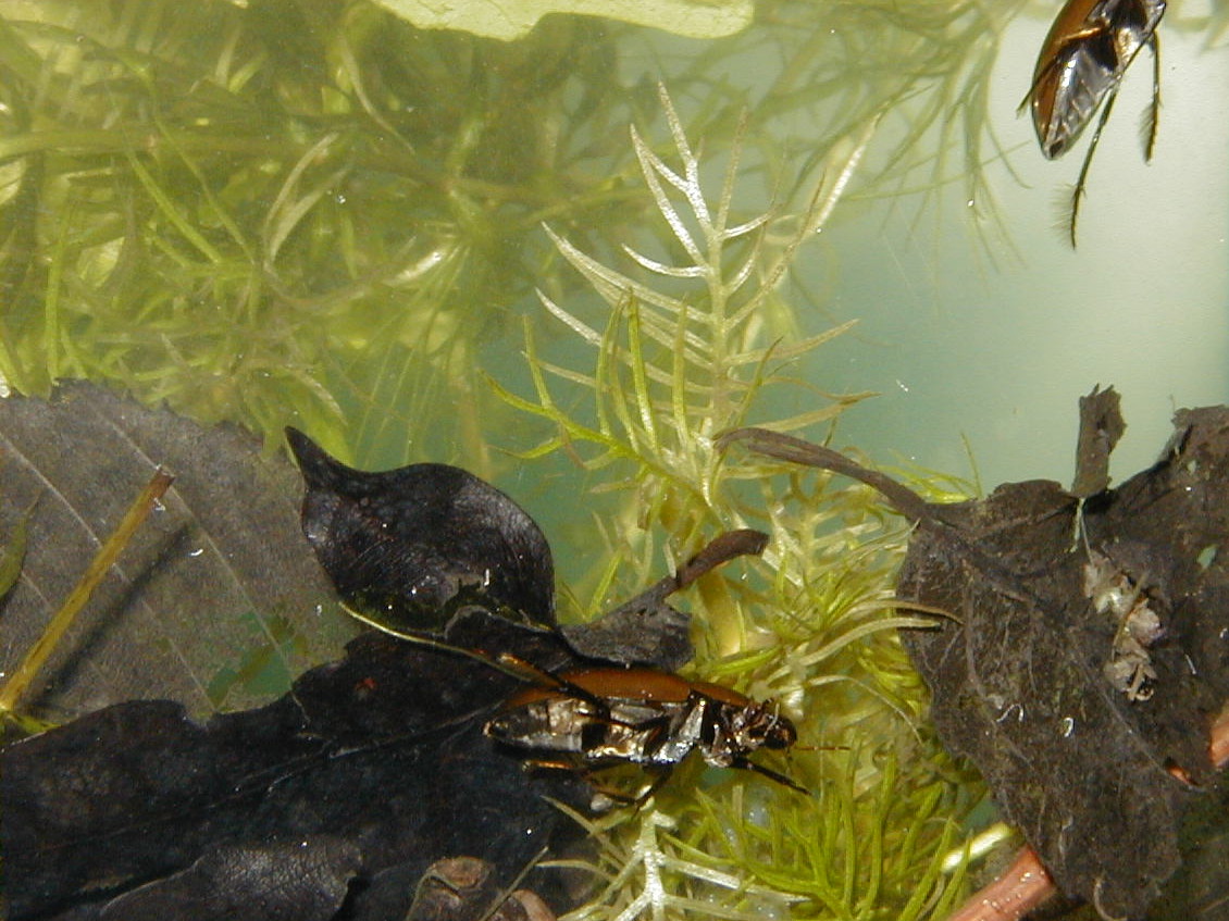 Afficher le média Hydrochara_caraboides Hydrochara_caraboides