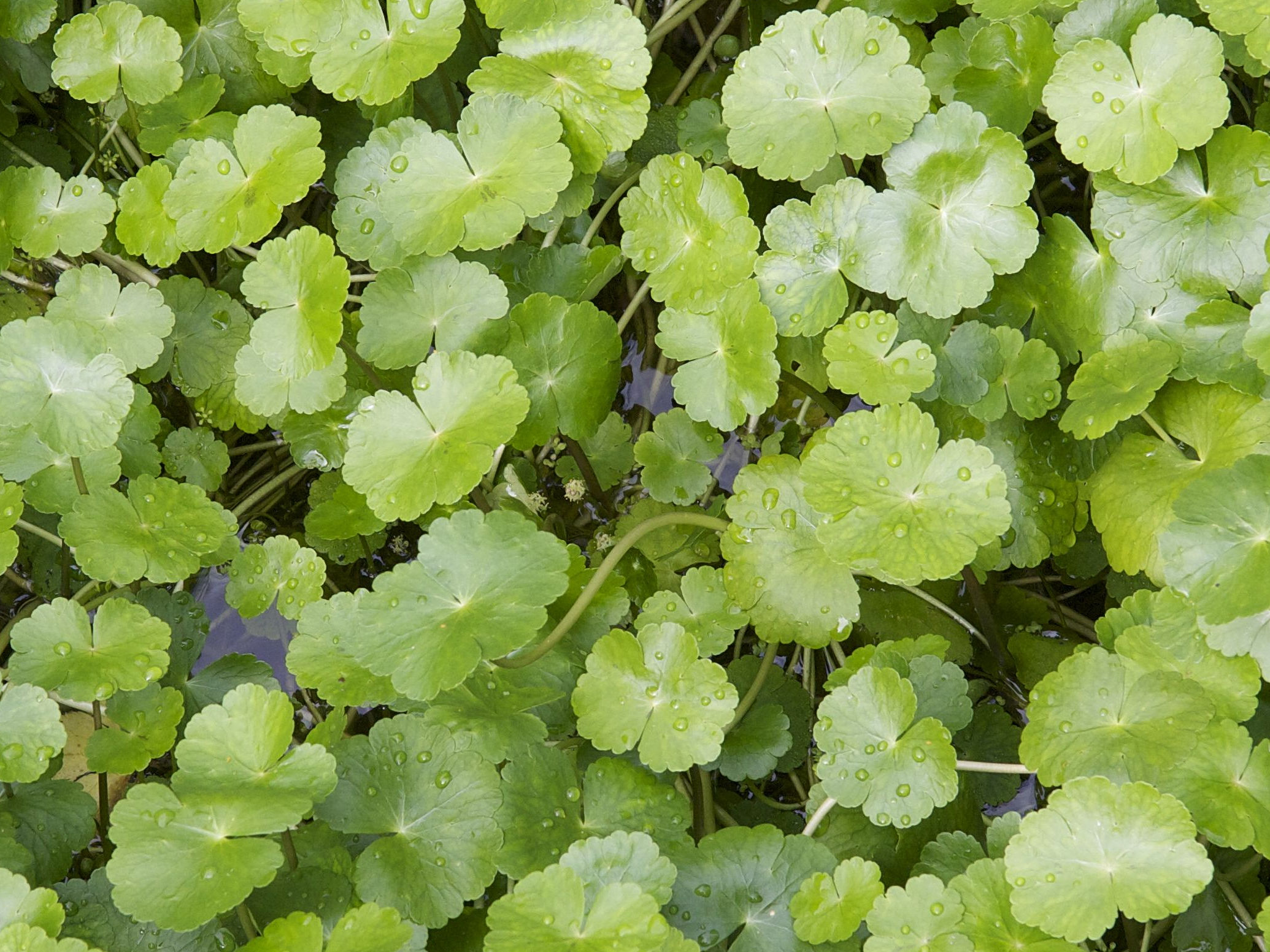 hydrocotyle_ranunculoides3md