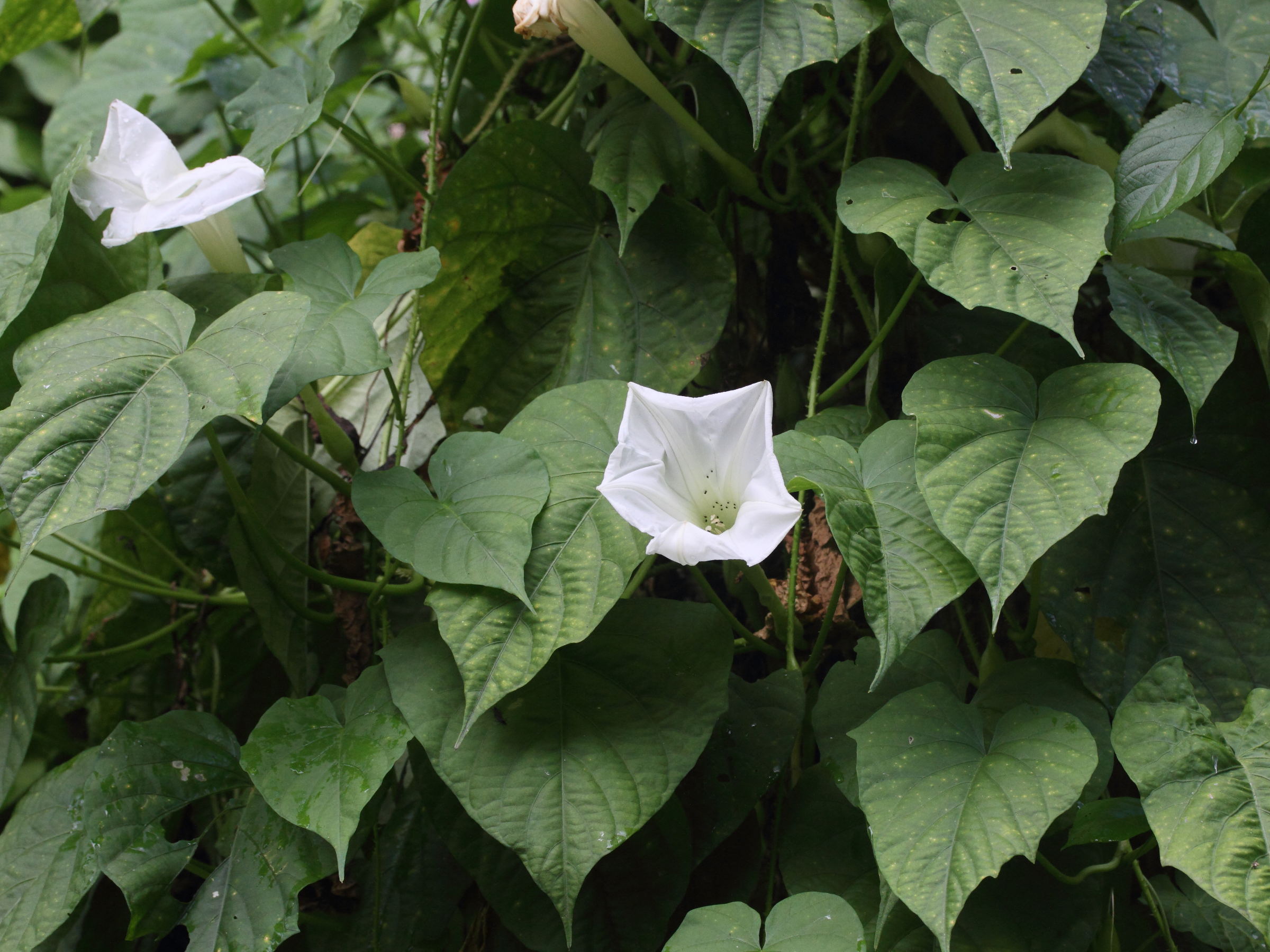 ipomoea_alba4md