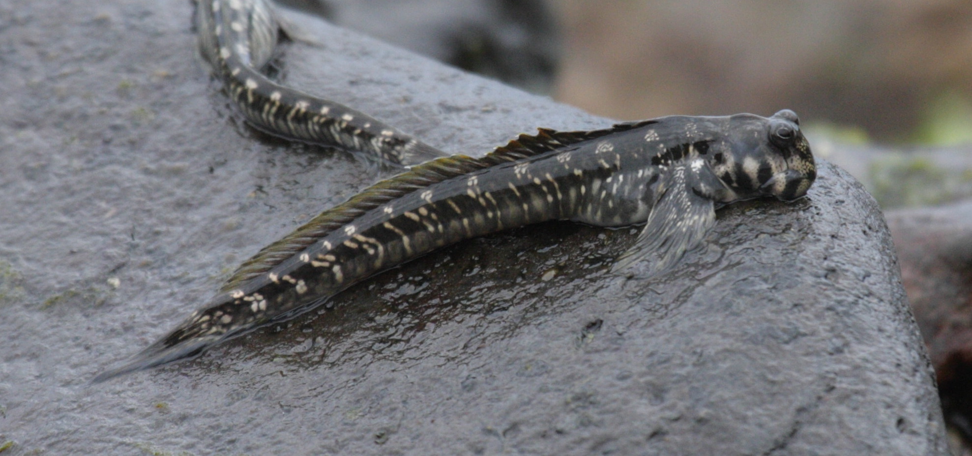 istiblennius_edentulus2bd