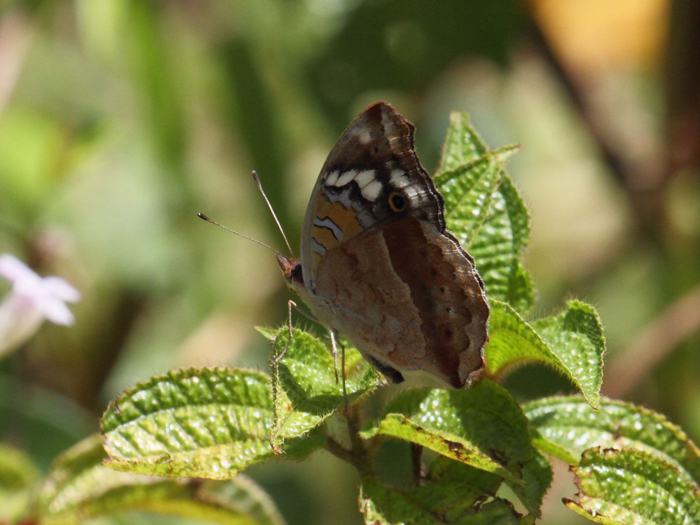 junonia_oenone_epiclelia2bd