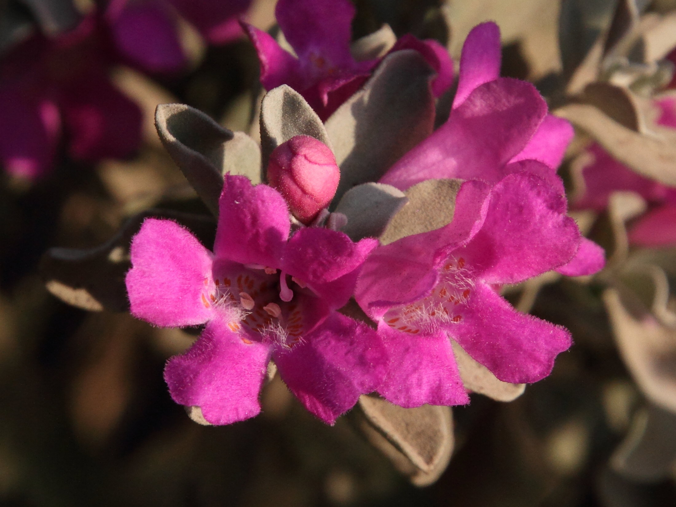 Afficher le média leucophyllum_frutescens2md leucophyllum_frutescens2md