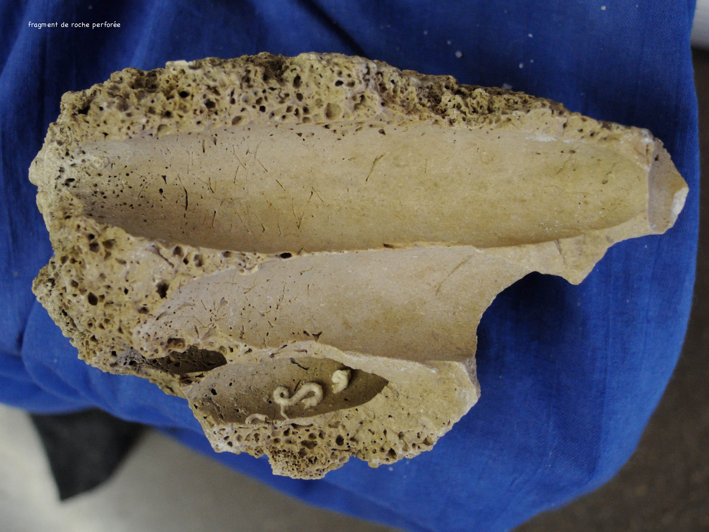 lithophaga_lithophaga3md