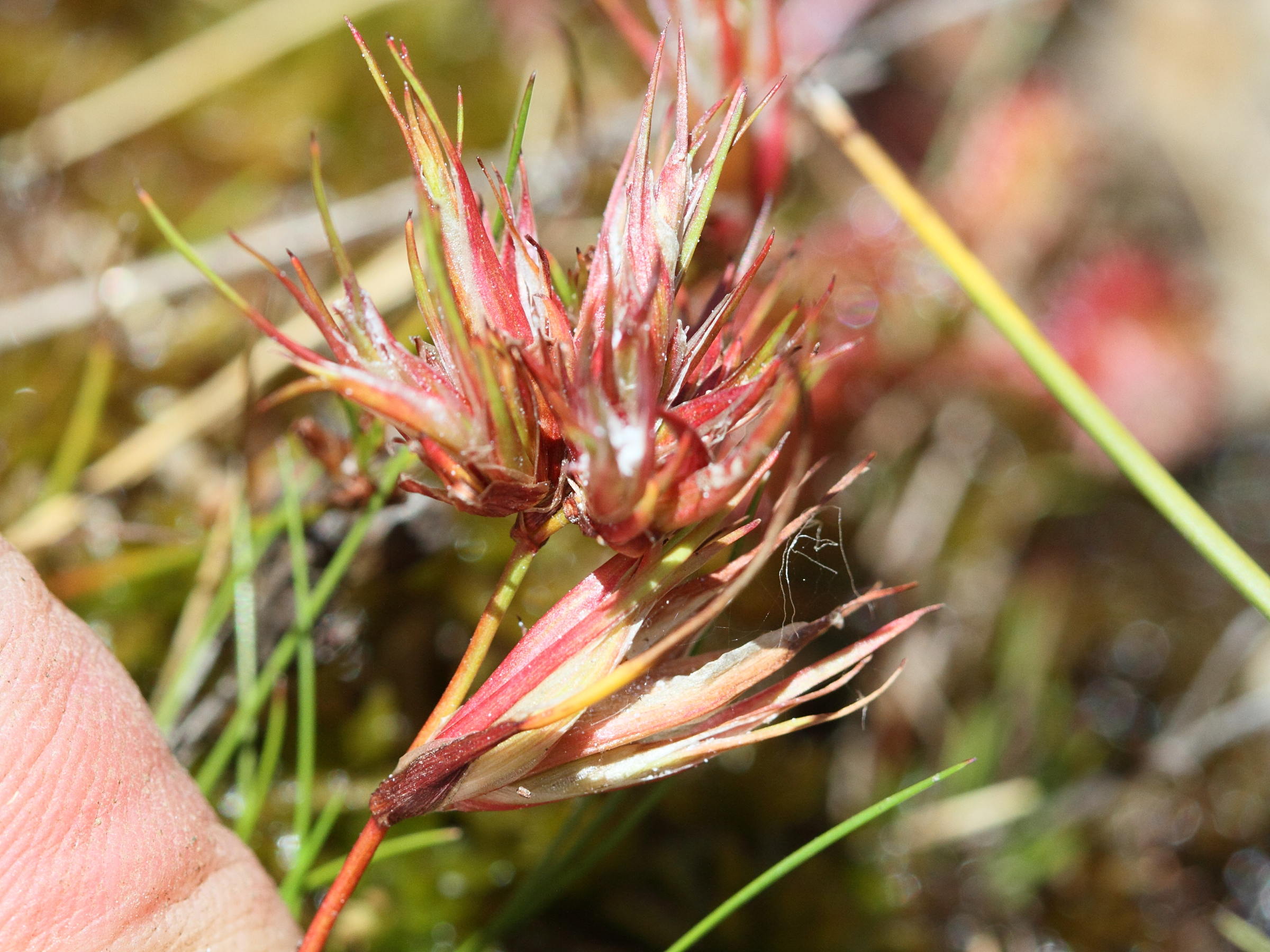 livia_junci_galle2md