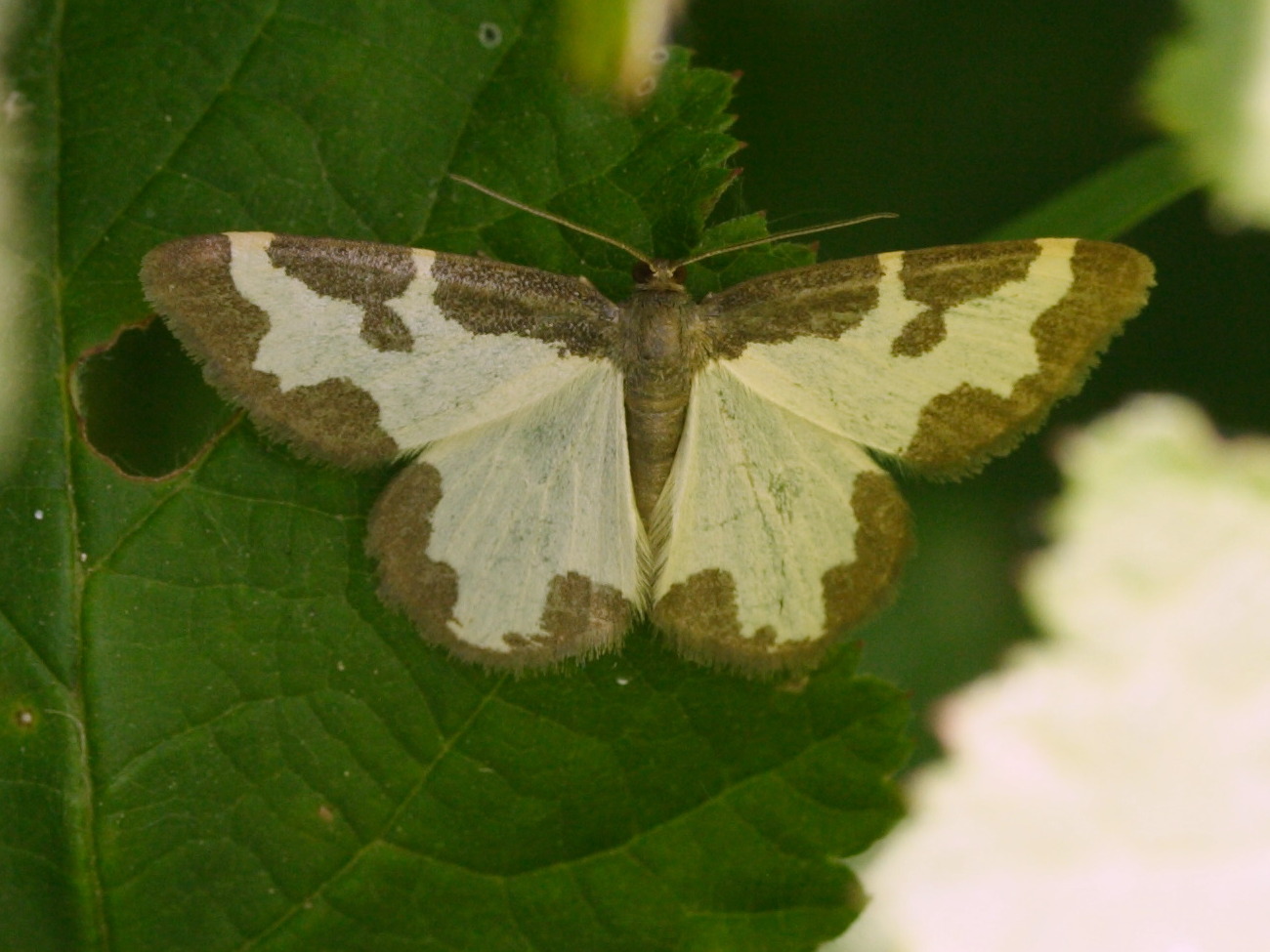 lomaspilis_marginata1md