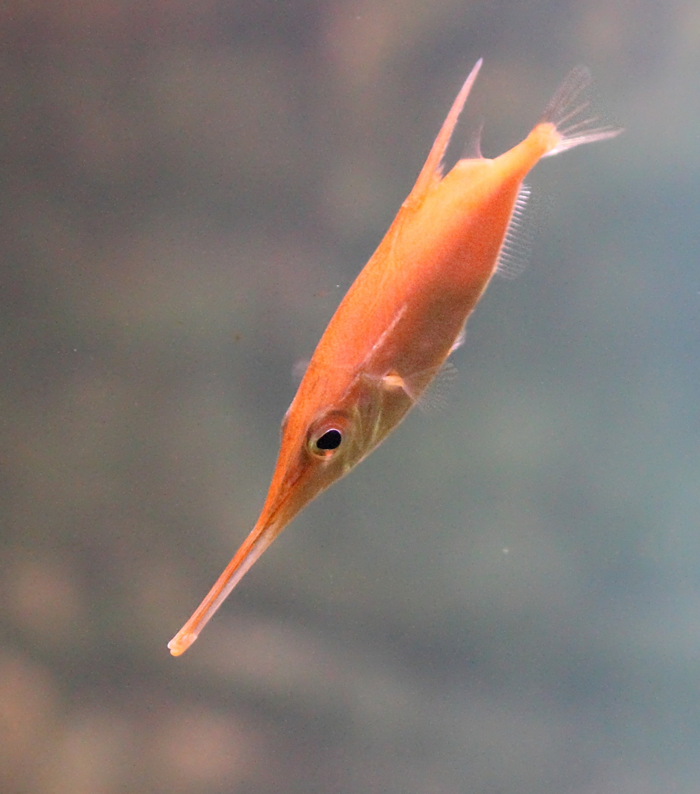 macroramphosus_scolopax3bd