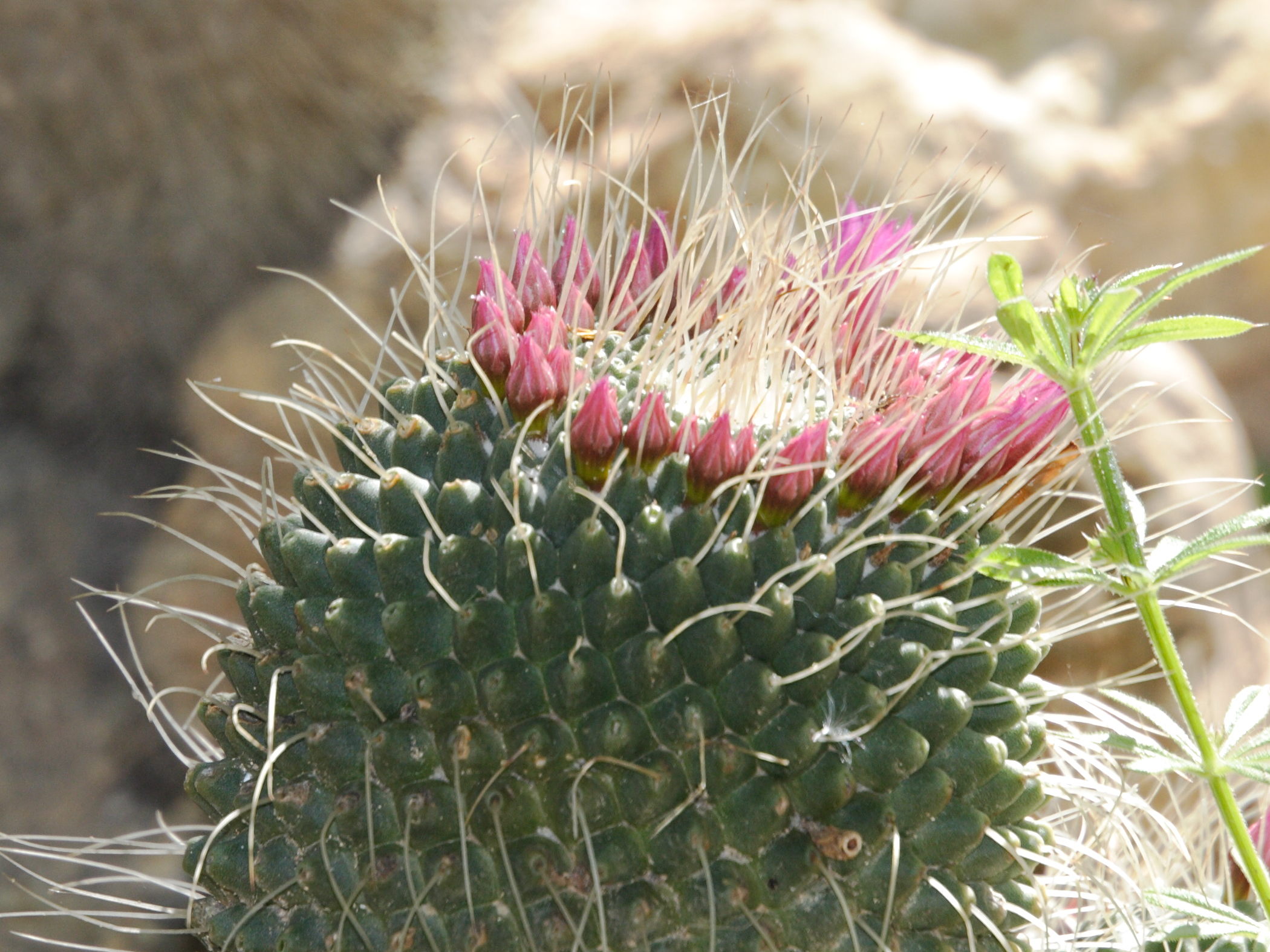 Sysbio Base De Données De Systématique Mammillaria Spinosissima F Un Pico Mammillaria 2404