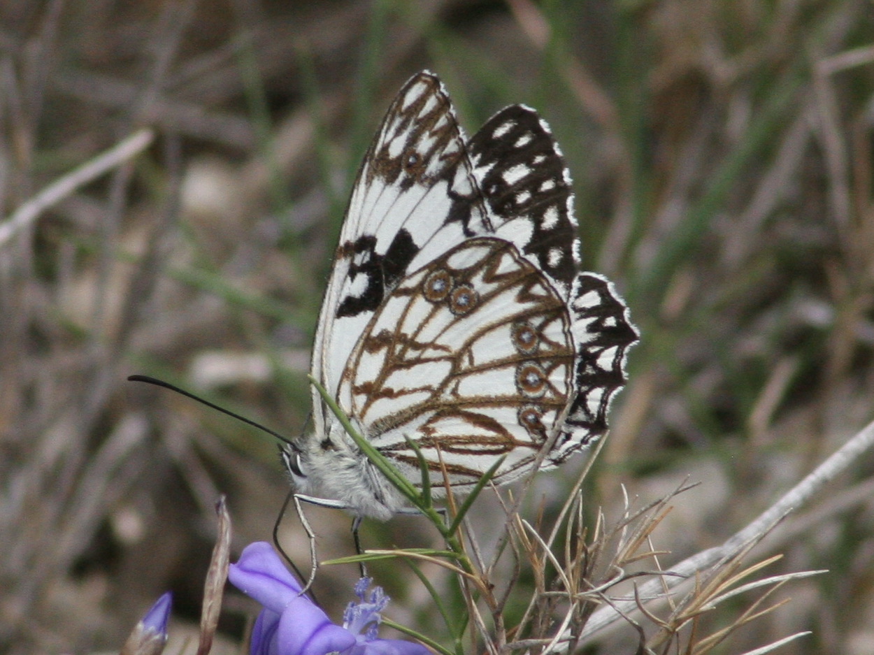 melanargia_occitanica3md