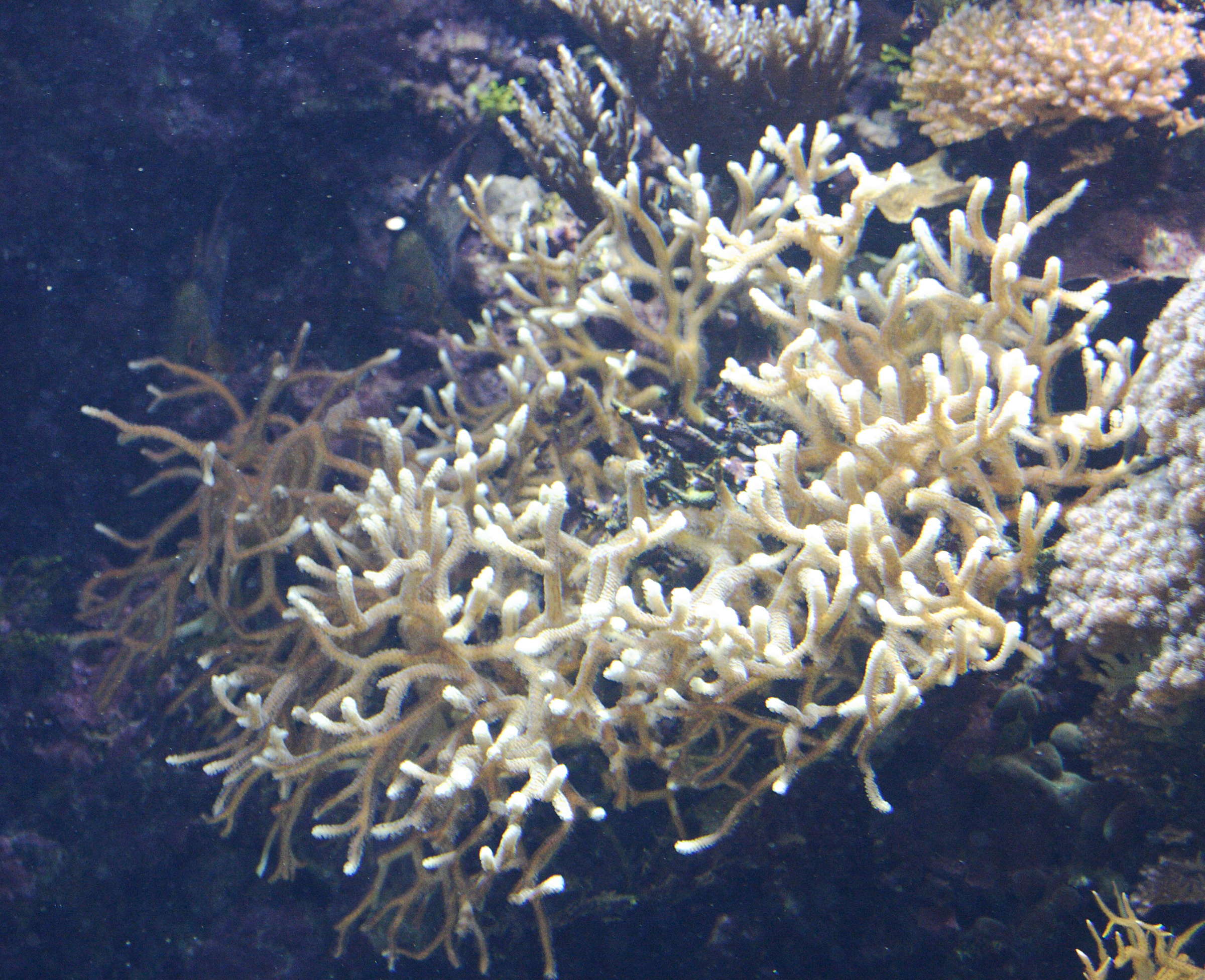 millepora_dichotoma1md