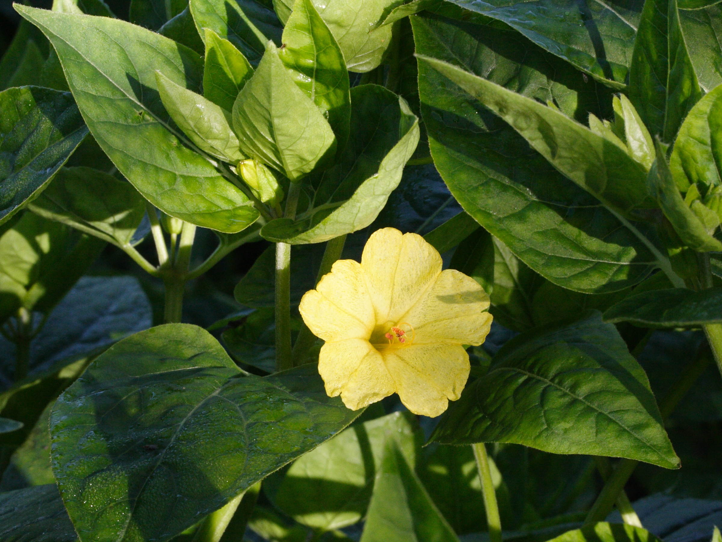 mirabilis_jalapa2md
