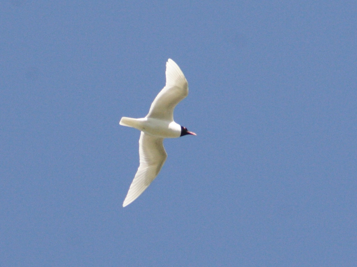 Afficher le média mouette_melanocephale_-_ichthyaetus_melanocephalus6md mouette_melanocephale_-_ichthyaetus_melanocephalus6md