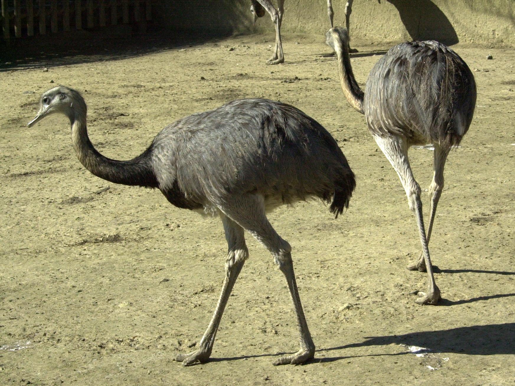 nandou_gris_-_rhea_americana1md