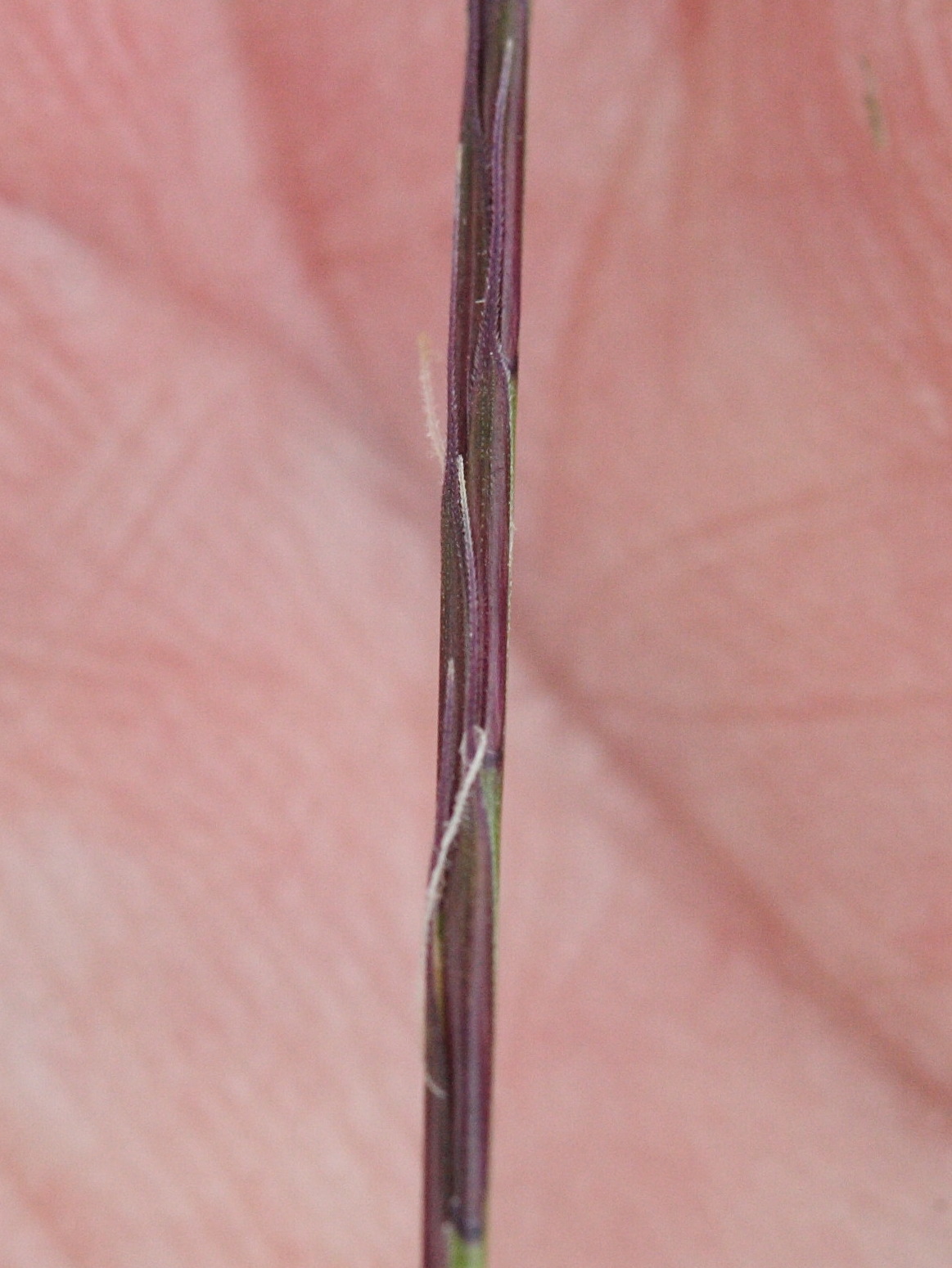 nardus_stricta2md
