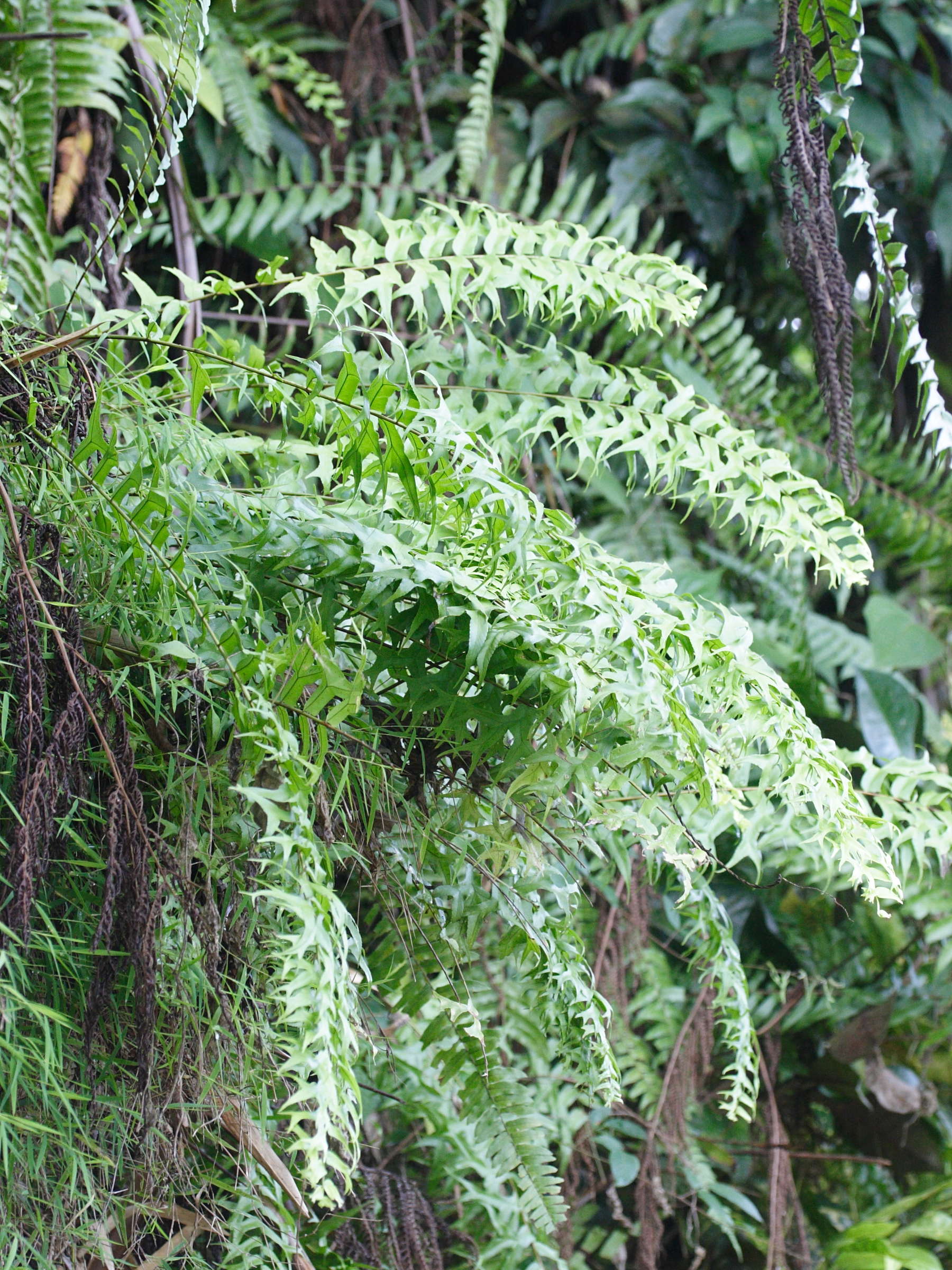 Afficher le média nephrolepis_falcata_furcans2md nephrolepis_falcata_furcans2md