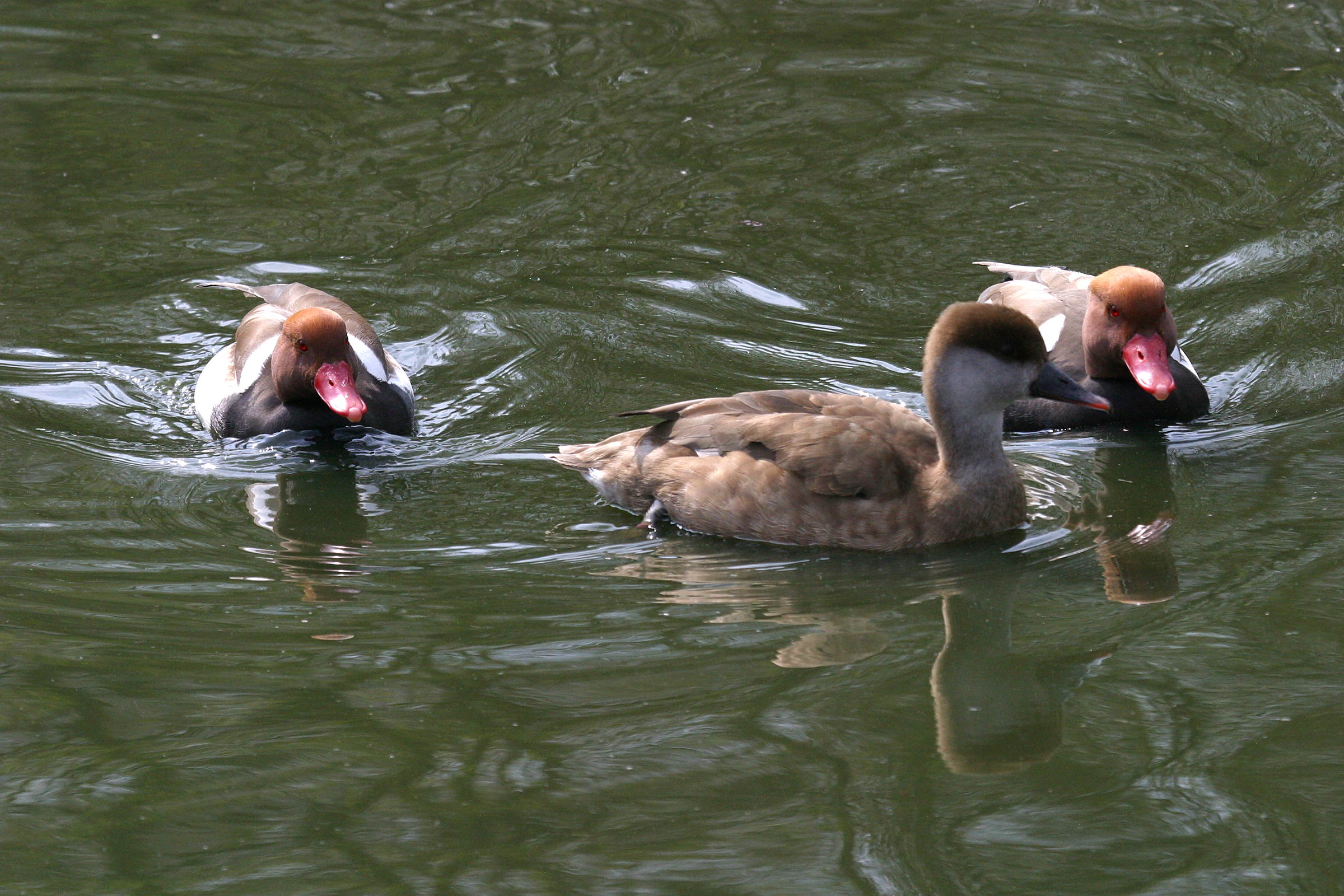 nette_rousse_-_netta_rufina3md