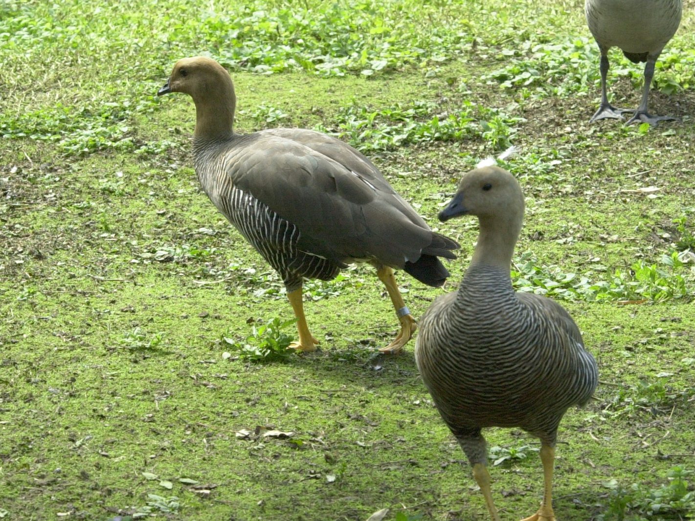 ouette_a_tete_rousse_-_chloephaga_rubidiceps1md