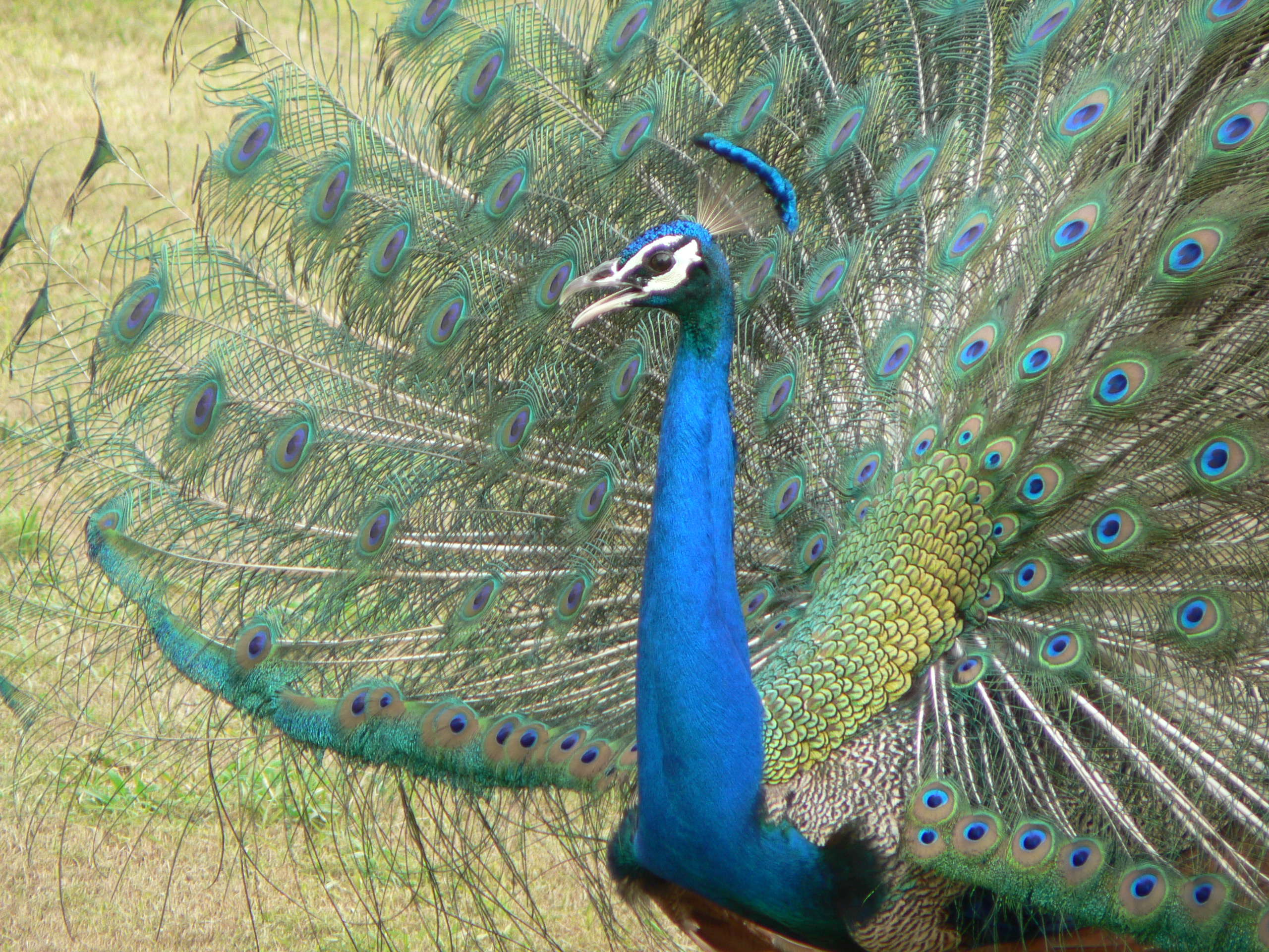 paon_-_pavo_cristatus2gc