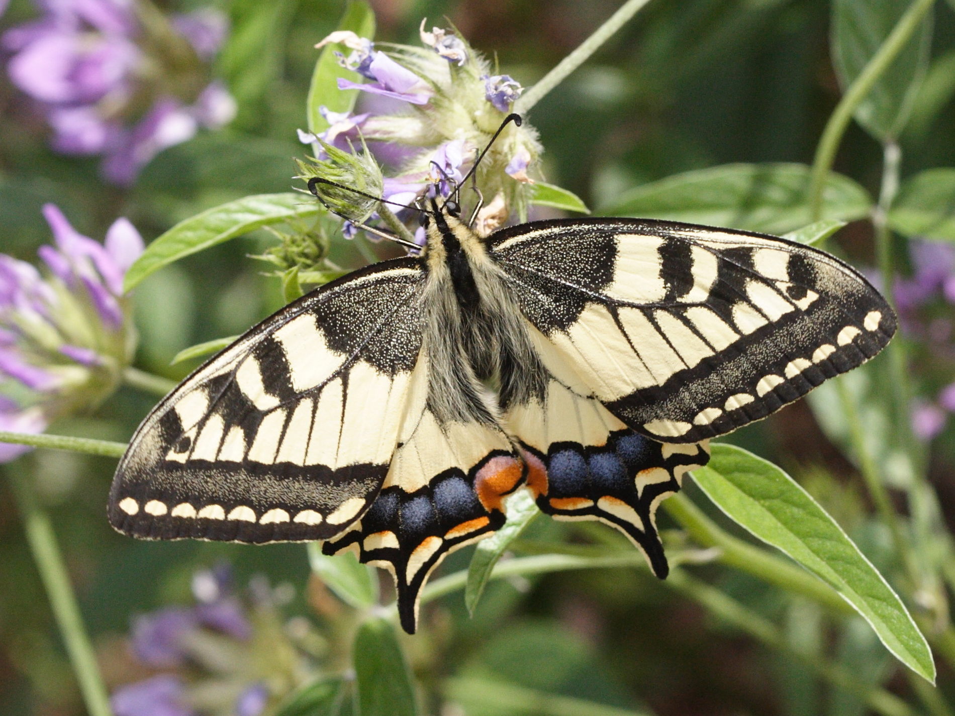 papilio_machaon4md