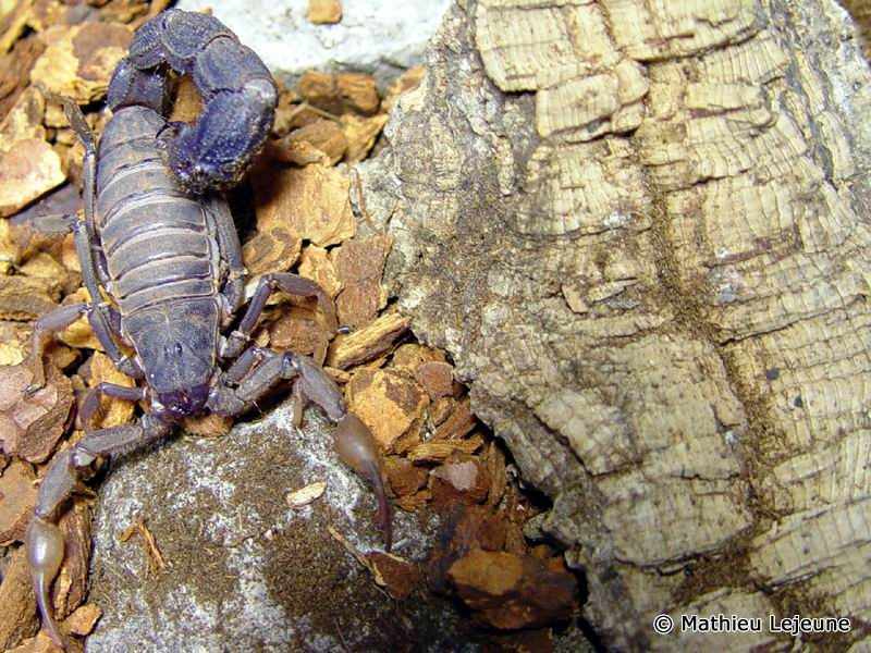 parabuthus_transvaalicus2ml