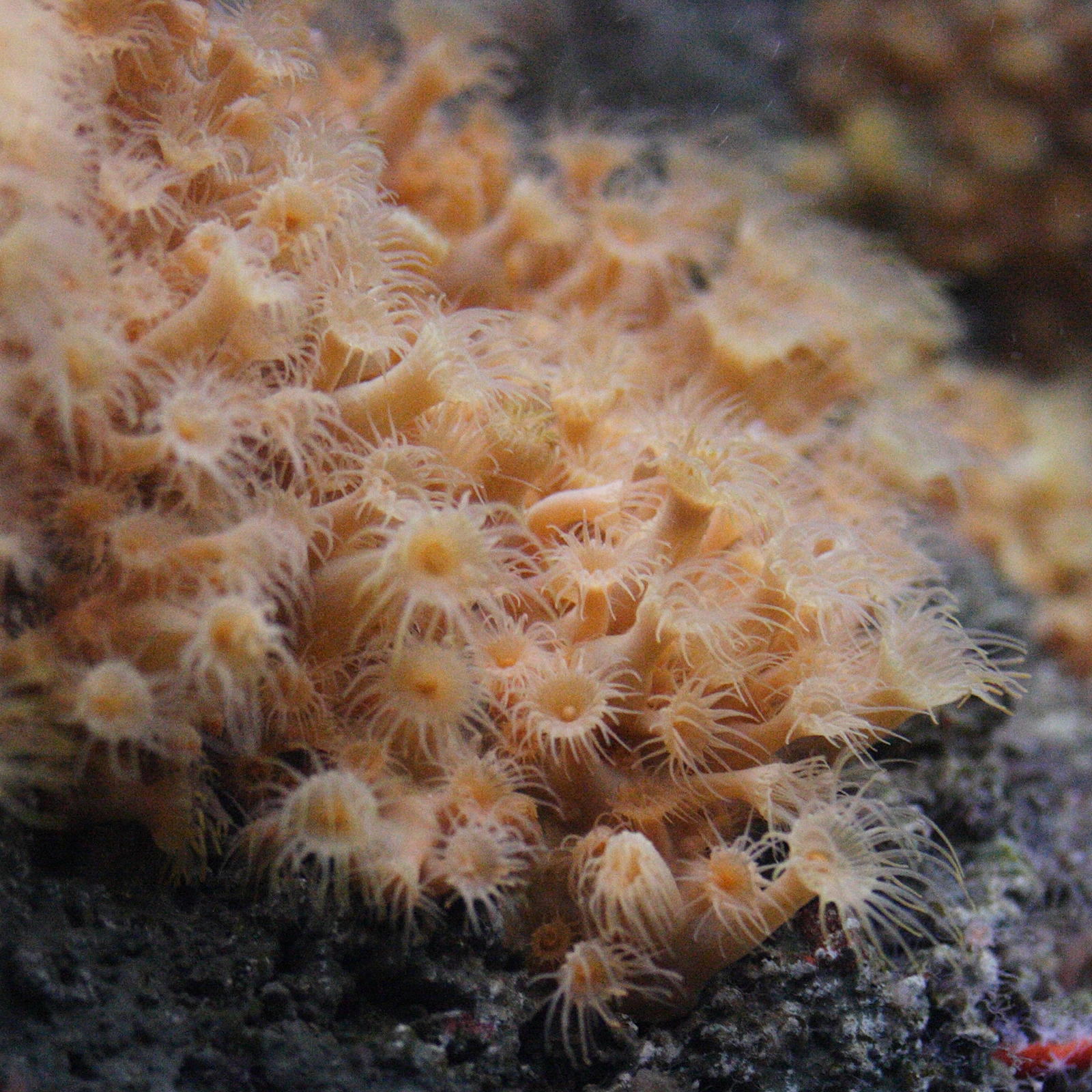 parazoanthus_axinellae2md