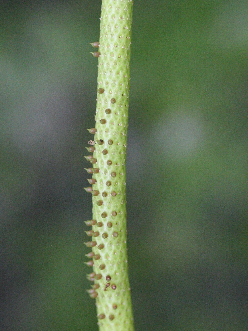 peperomia_obtusifolia3md