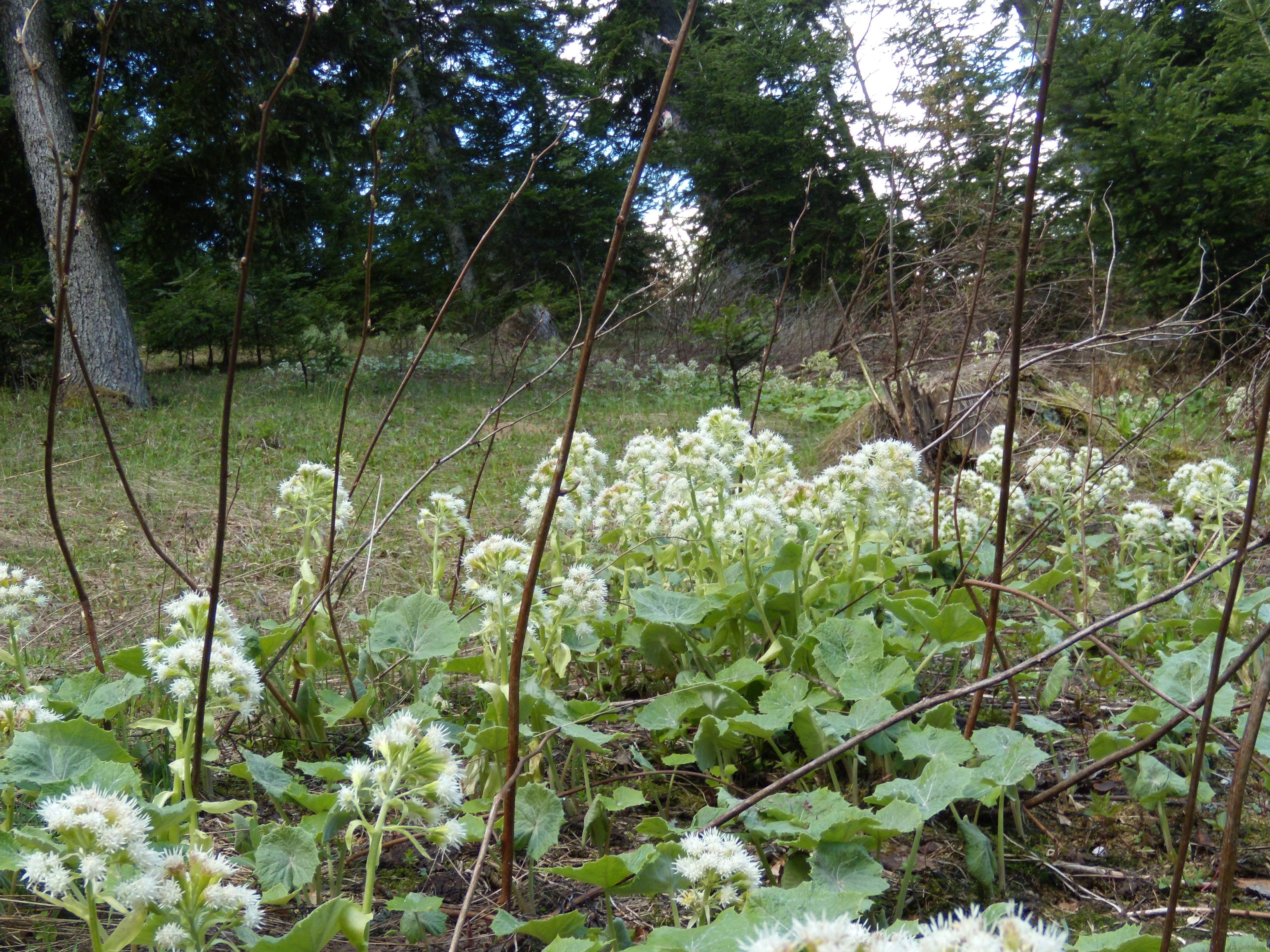 Afficher le média petasites_albus2gv petasites_albus2gv