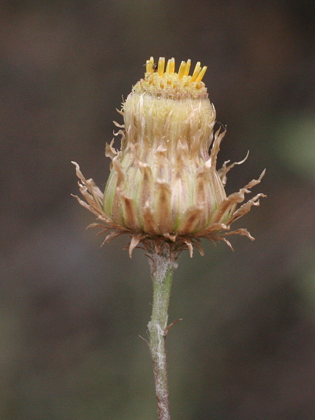 Afficher le média phagnalon_saxatile2md phagnalon_saxatile2md