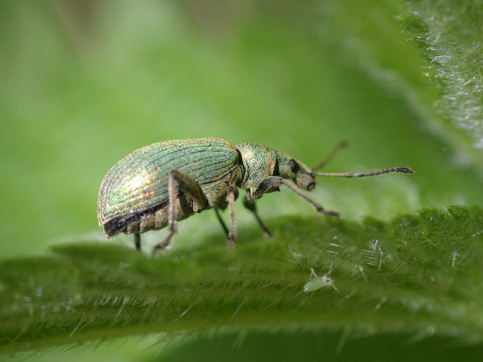 Afficher le média phyllobius_pomaceus6bd phyllobius_pomaceus6bd