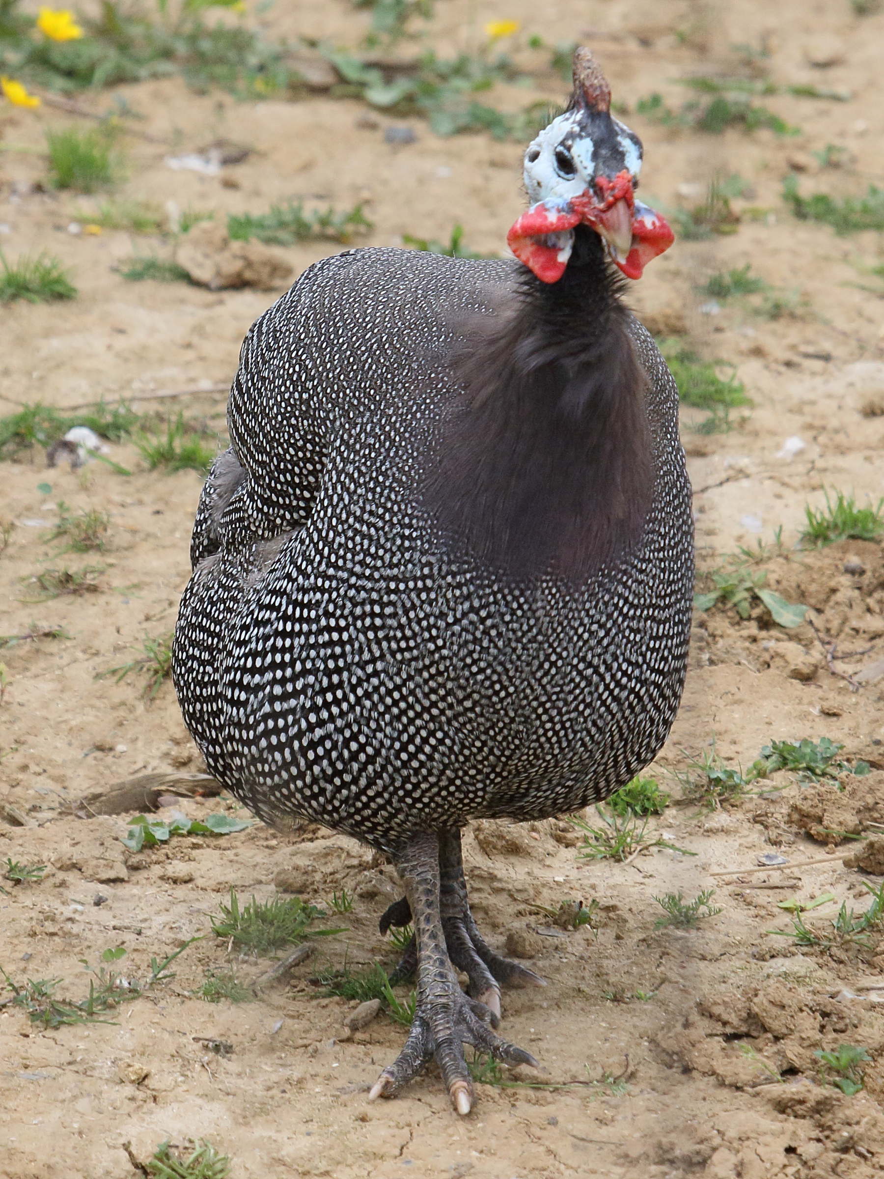 pintade_d-afrique_-_numida_meleagris2bd