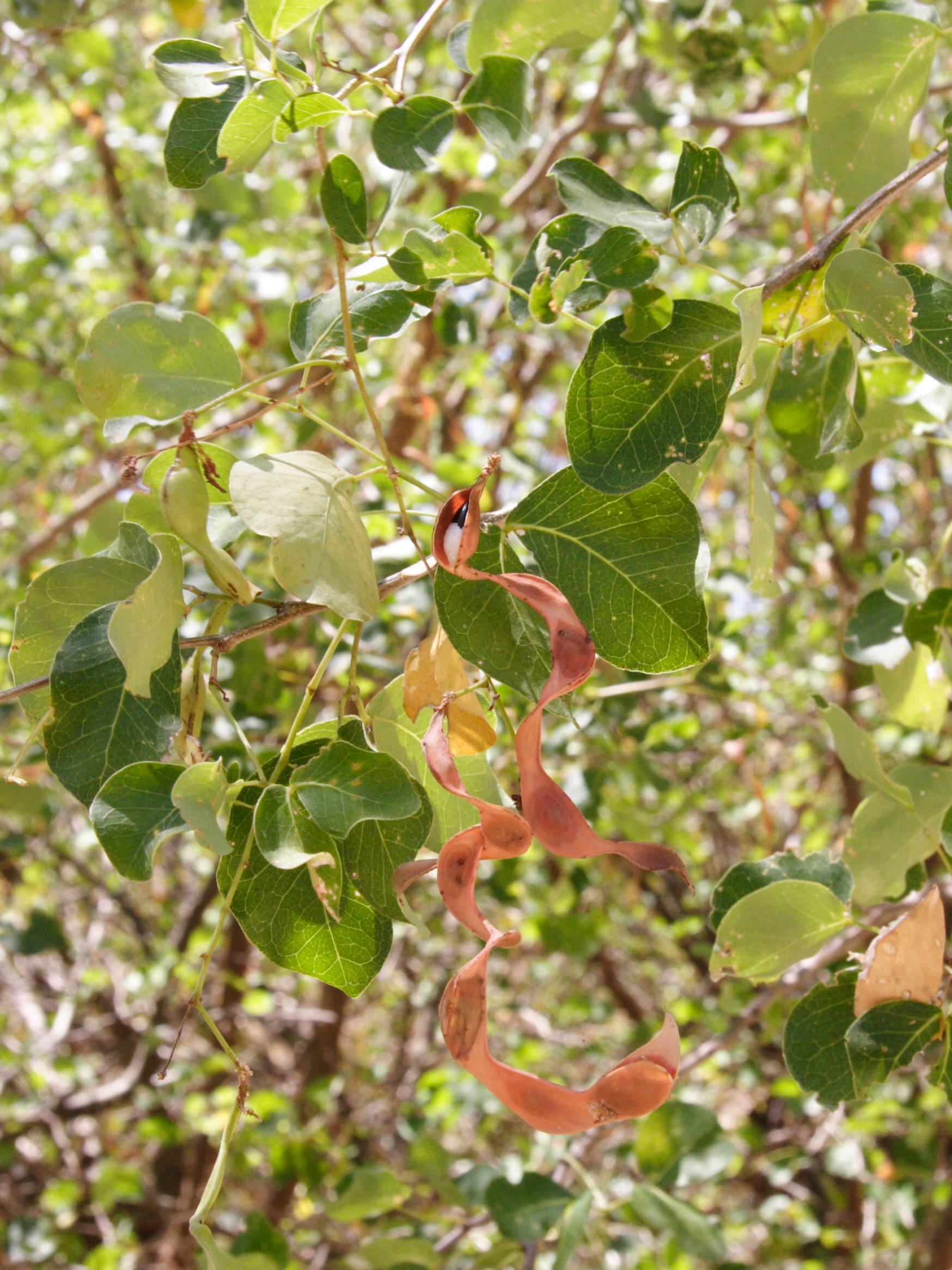 pithecellobium_unguis-cati3md