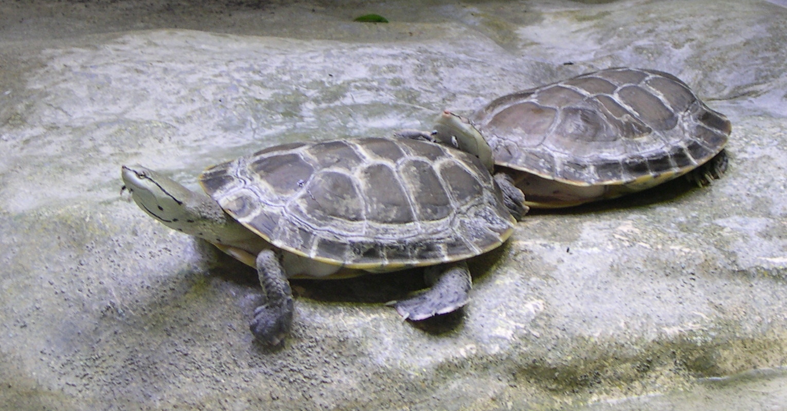 Platemys_hilarii