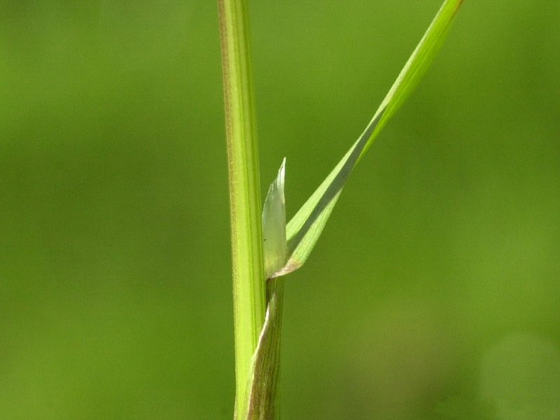 poa_trivialis2md