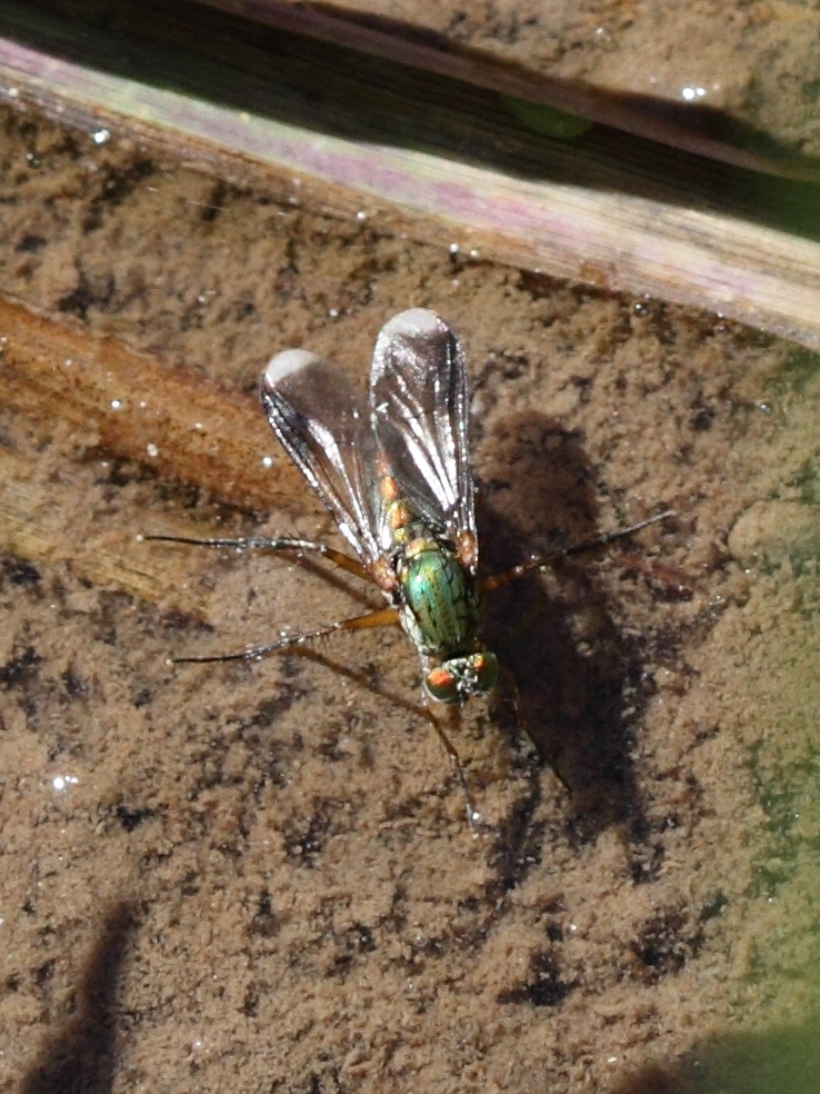 Afficher le média poecilobothrus_nobilitatus1bd poecilobothrus_nobilitatus1bd