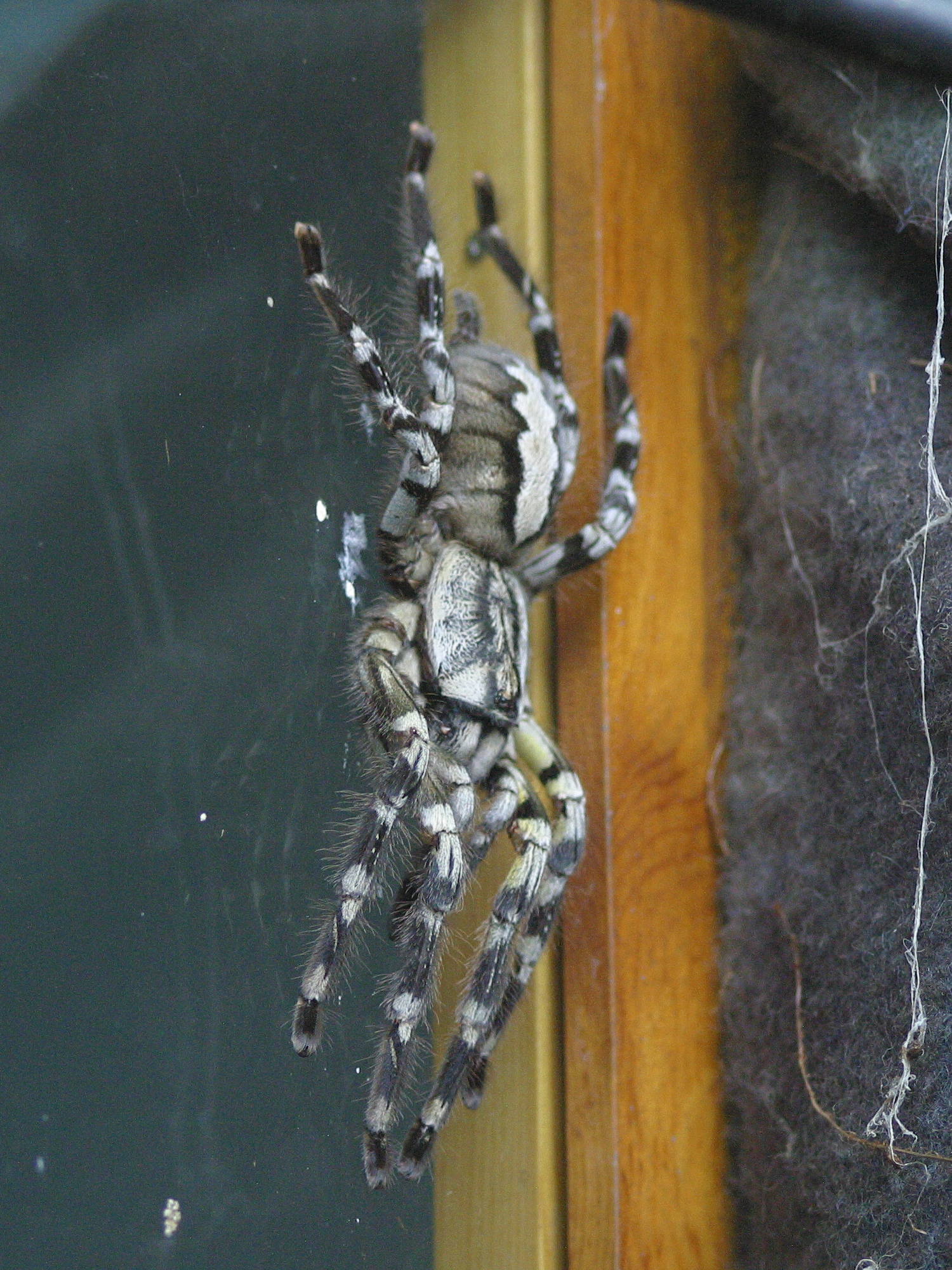 poecilotheria_regalis1md