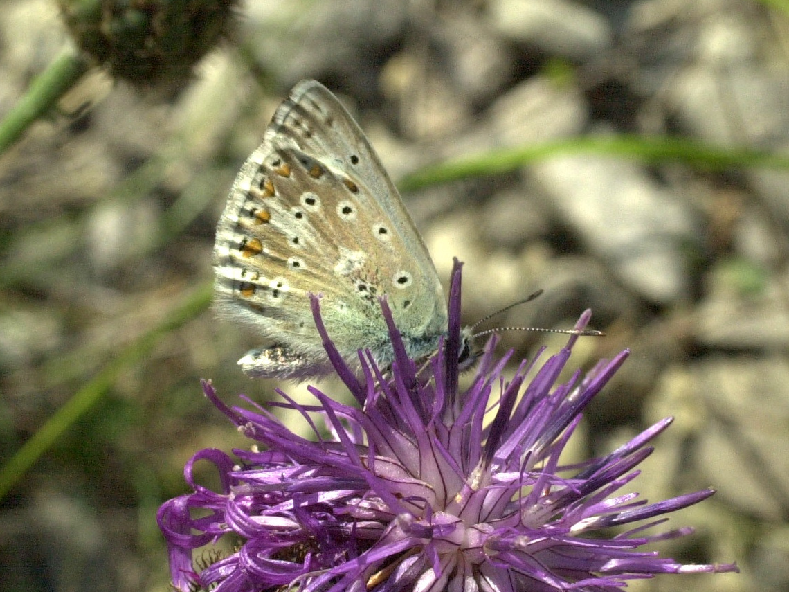 polyommatus_dorylas1md