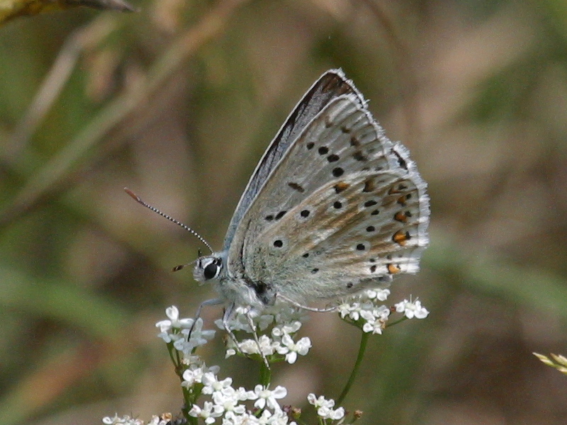 polyommatus_dorylas3bd