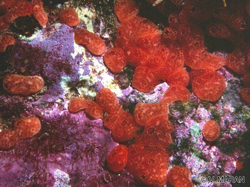 Afficher le média polysyncrata_lacazei1vm polysyncrata_lacazei1vm