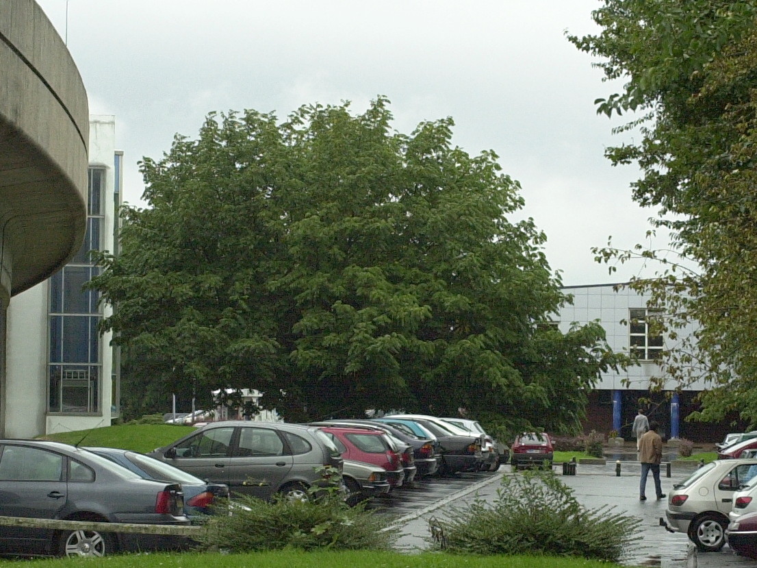 pterocarya_fraxinifolia1md