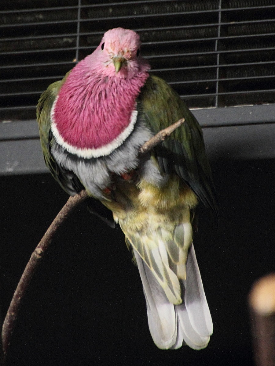 ptilope_porphyre_-_ptilinopus_porphyreus2md