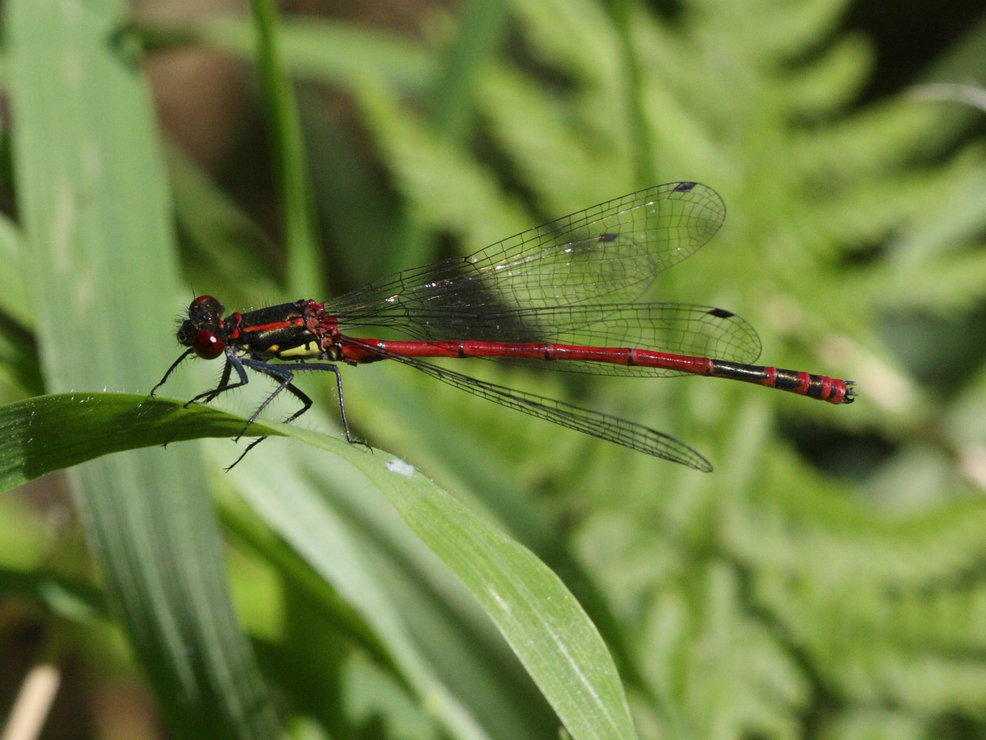 Afficher le média pyrrhosoma_nymphula3bbd pyrrhosoma_nymphula3bbd