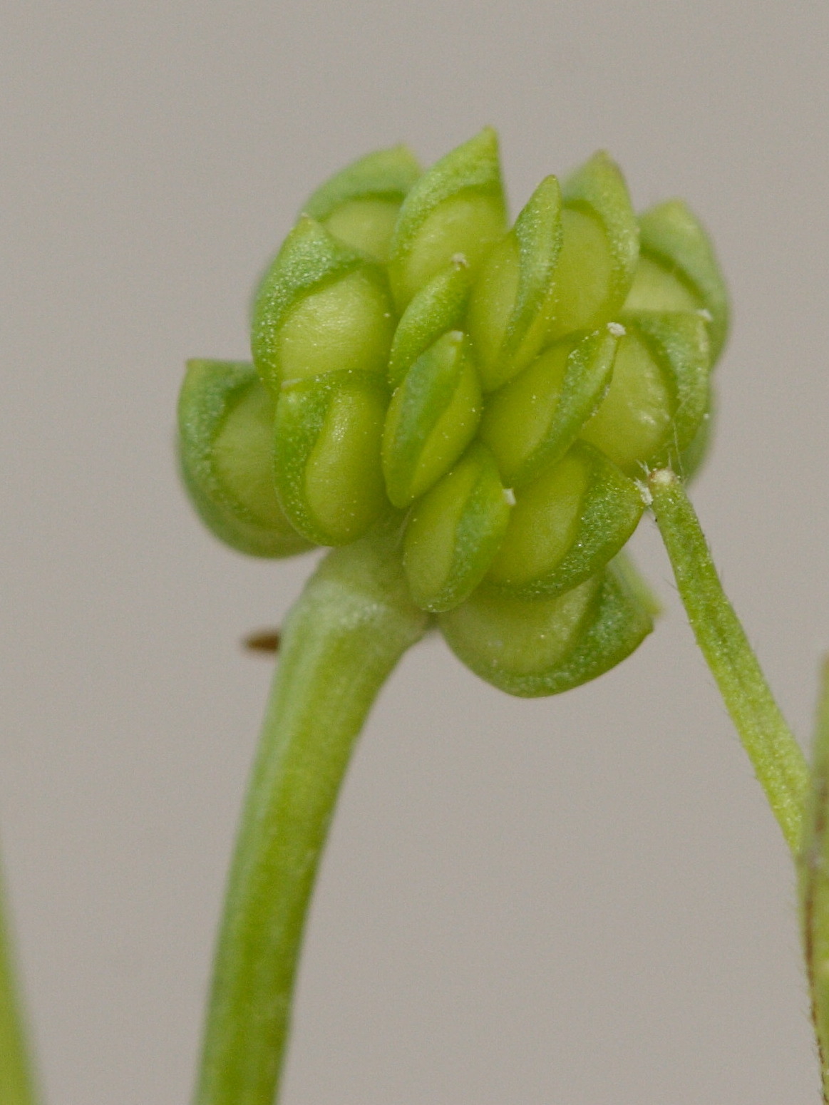 ranunculus_bulbosus5md