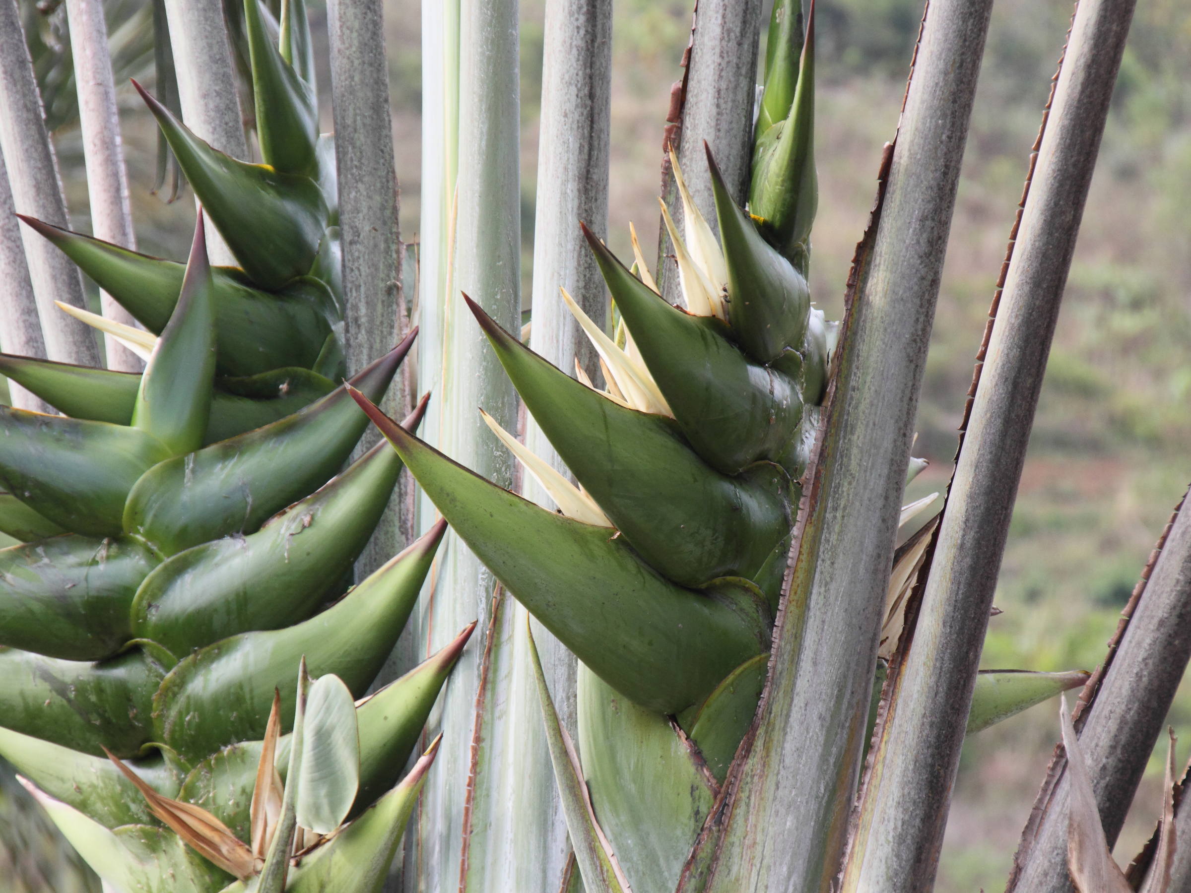 ravenala_madagascariensis7md