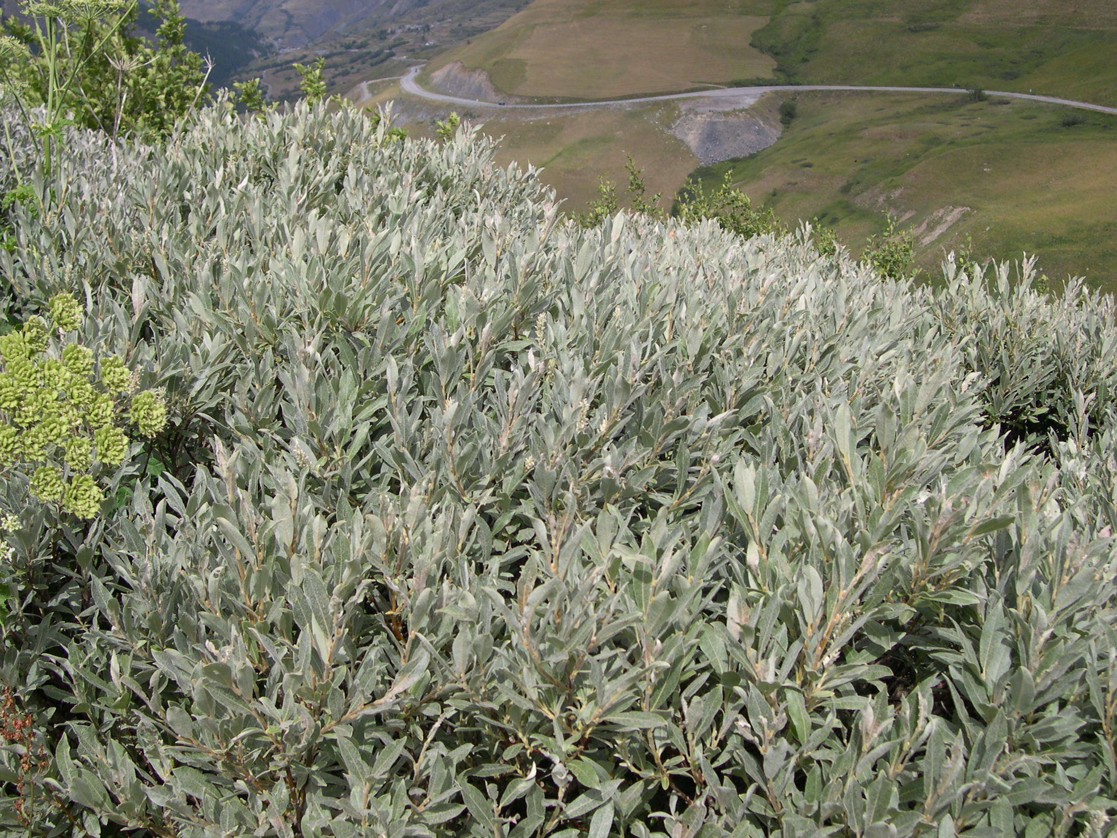 Afficher le média salix_lapponum1md salix_lapponum1md