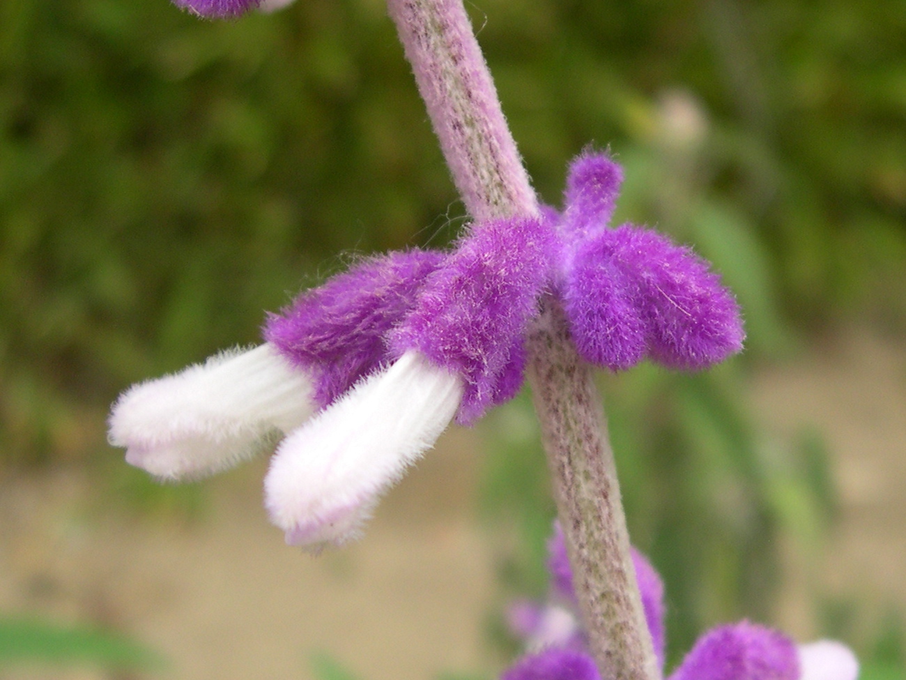salvia_leucantha3md