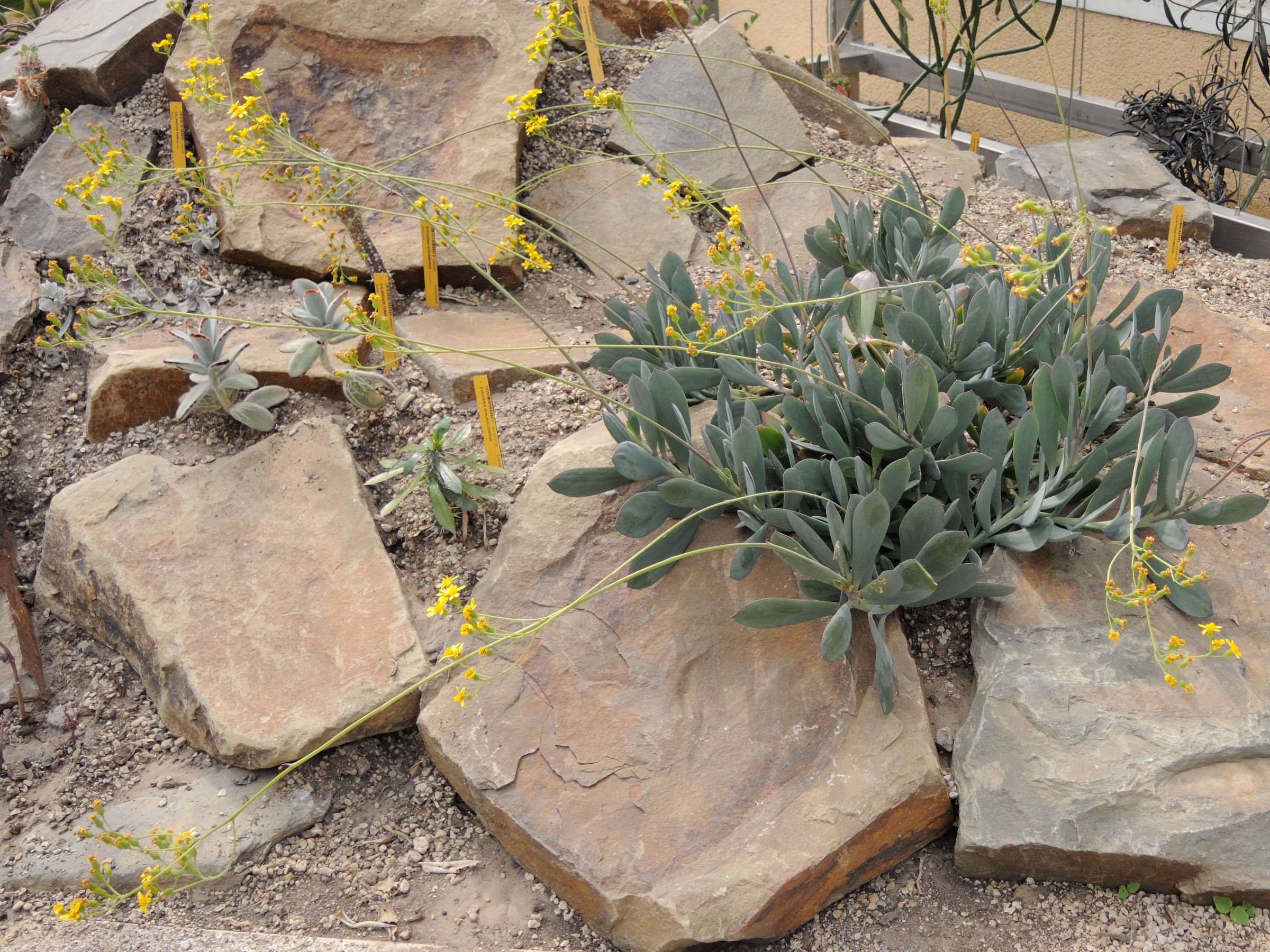 senecio_crassissimus1md